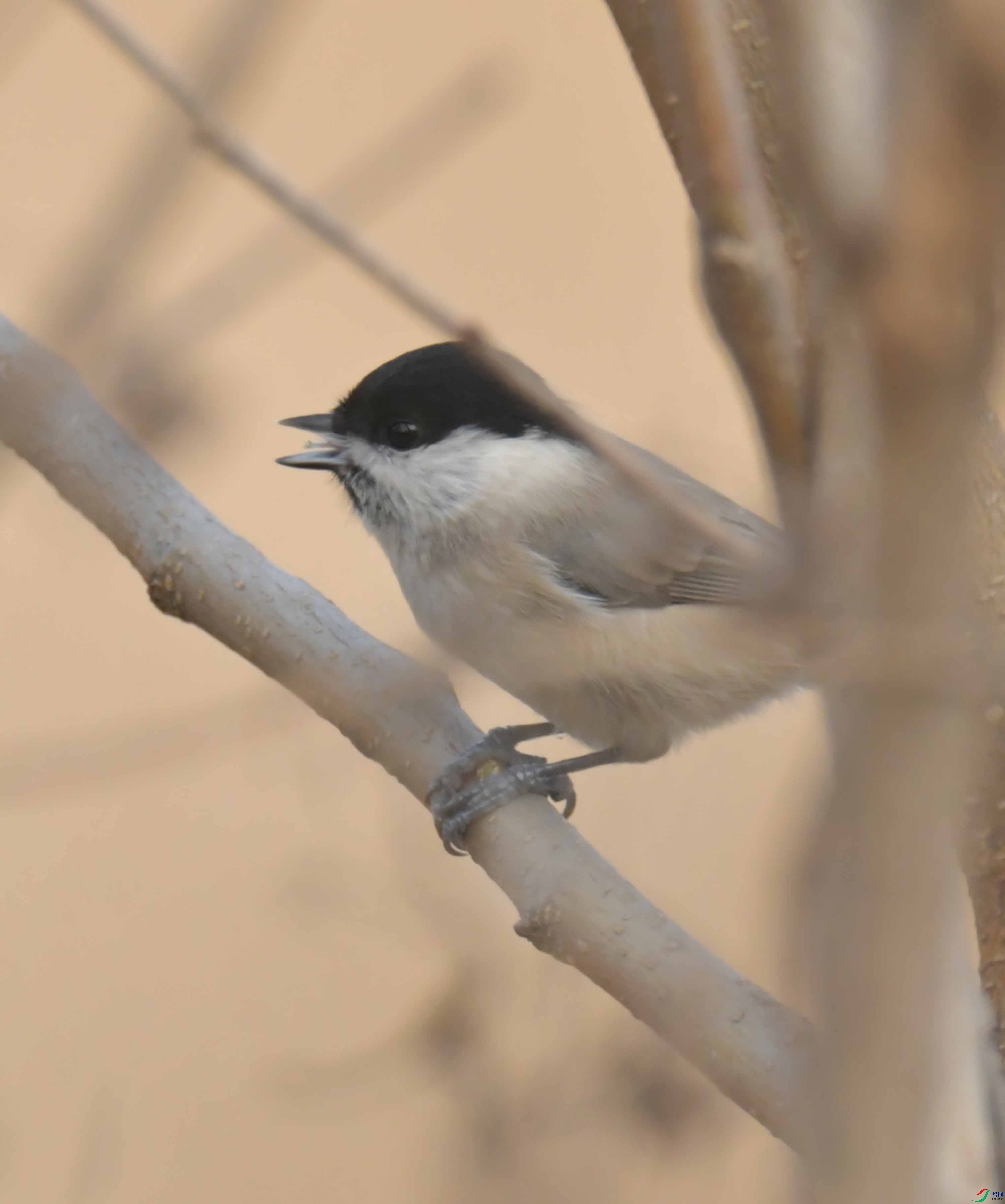 DSC_2391.JPG