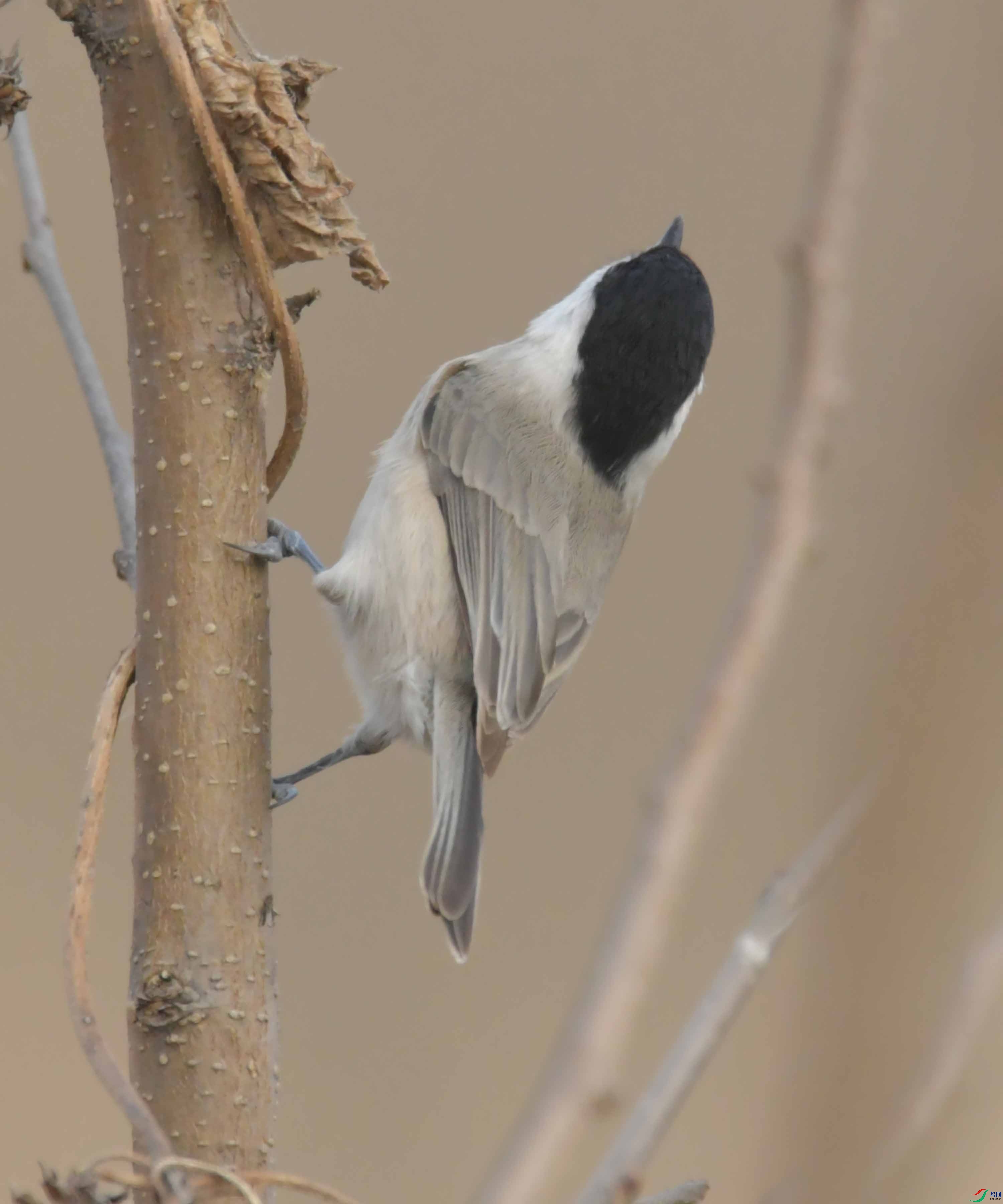 DSC_2412.JPG
