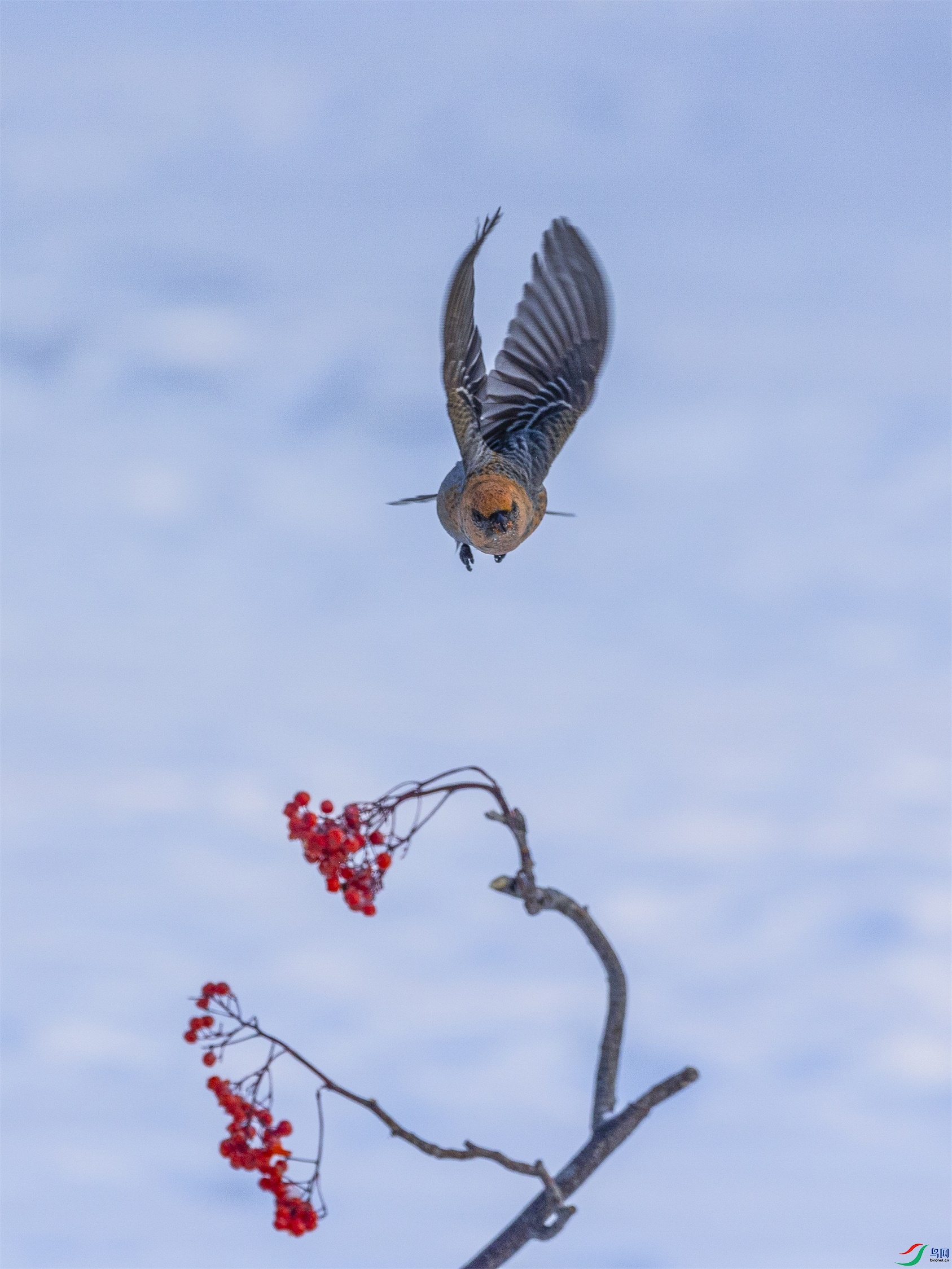 1K3A1627 ����1.jpg