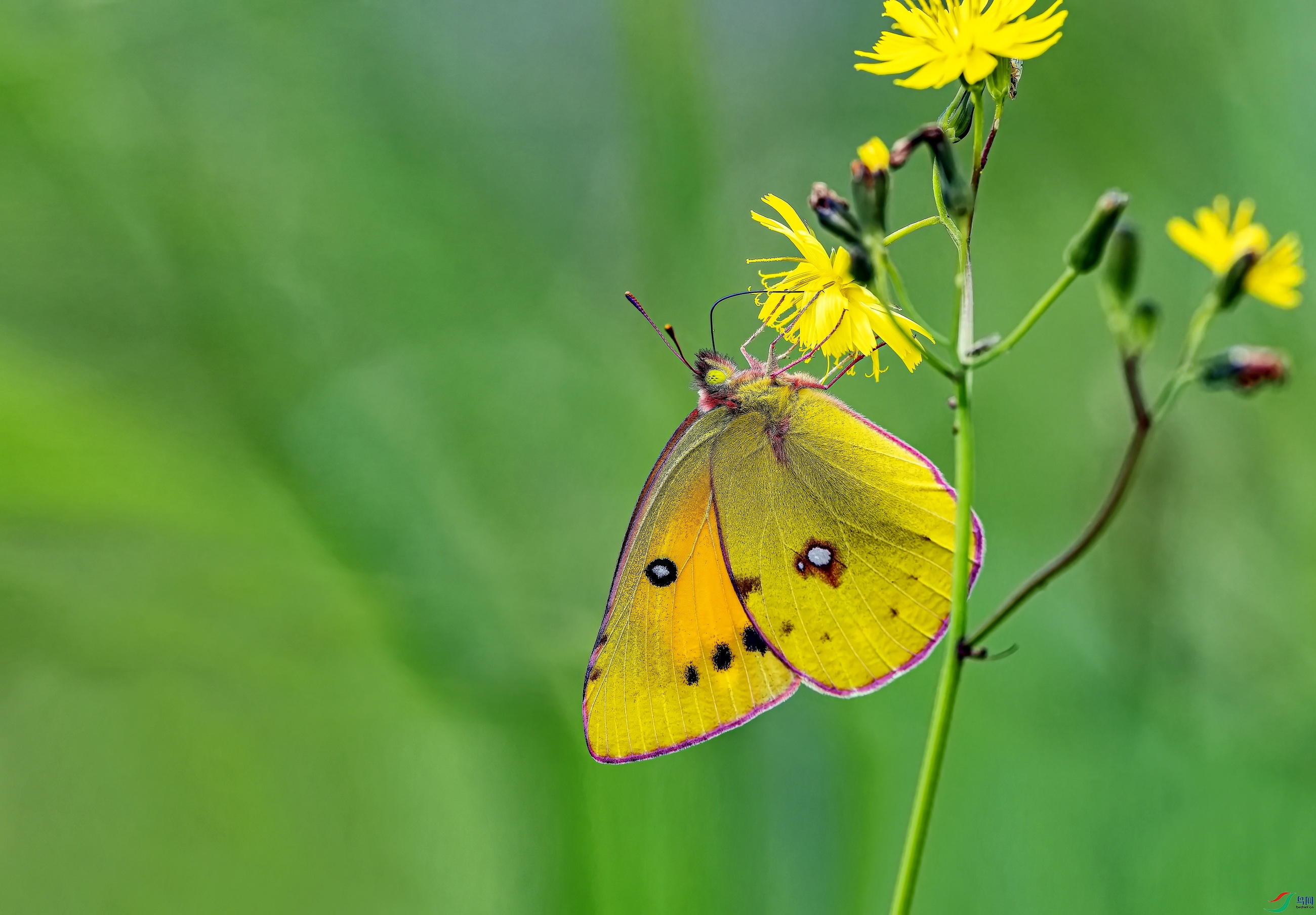 �Ȼƶ��۵� (76)-1.jpg