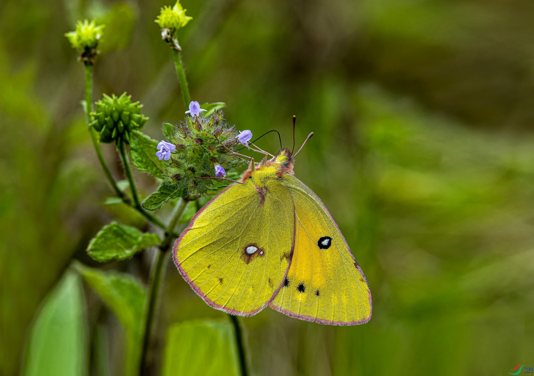 �Ȼƶ��۵� (10)-1.jpg