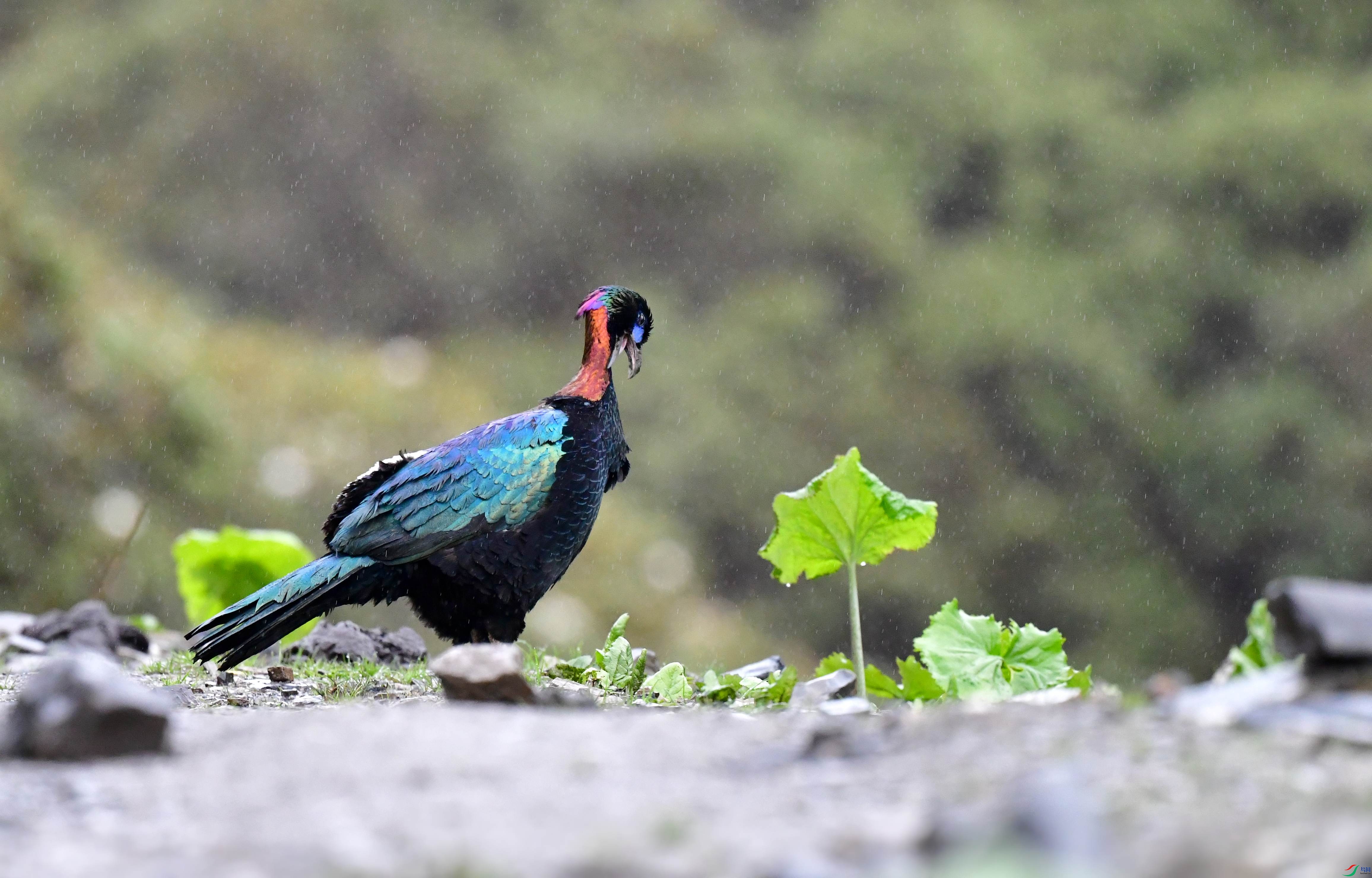 DSC_1985_conew3.jpg
