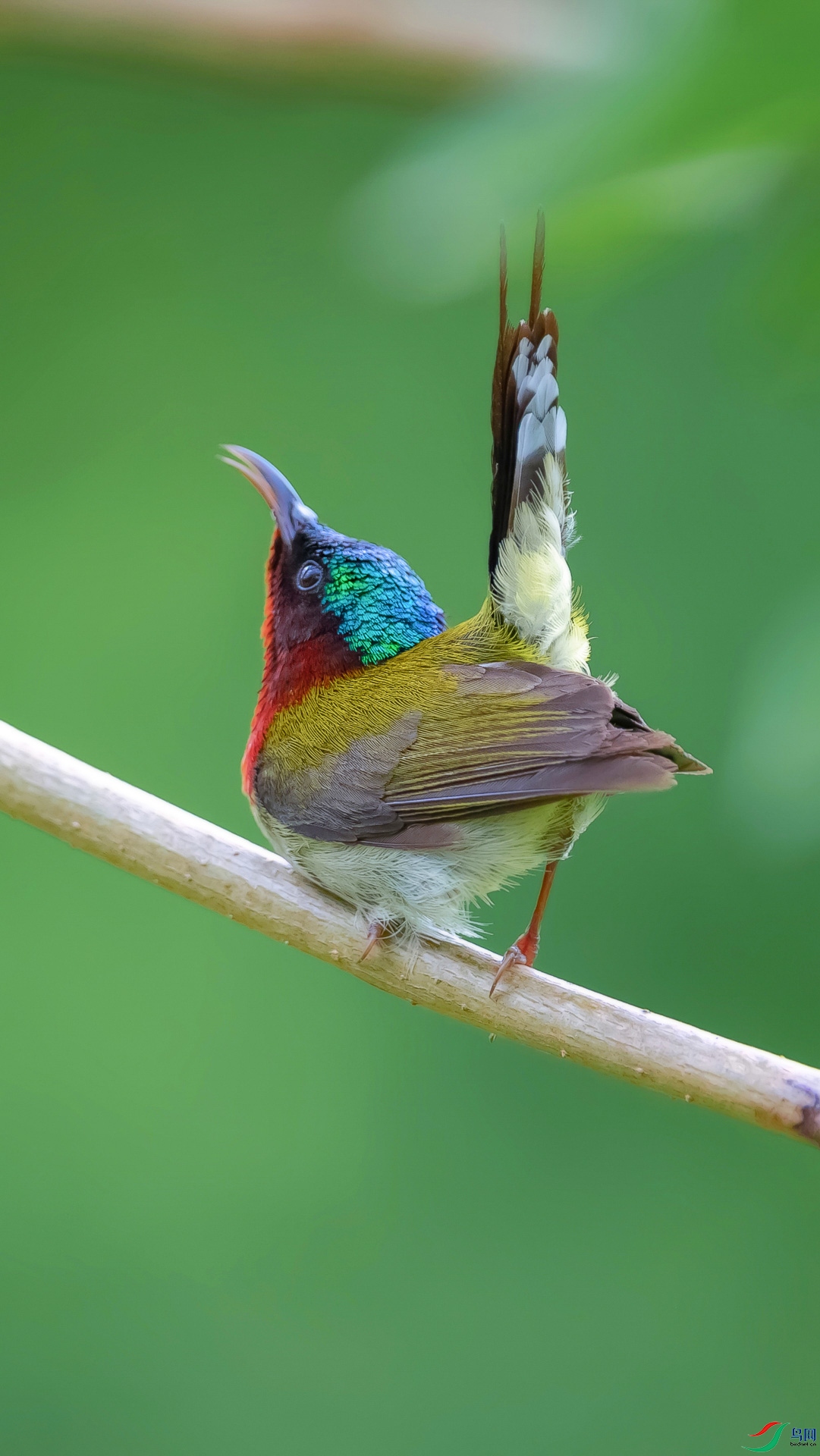 DSC_7915.jpg