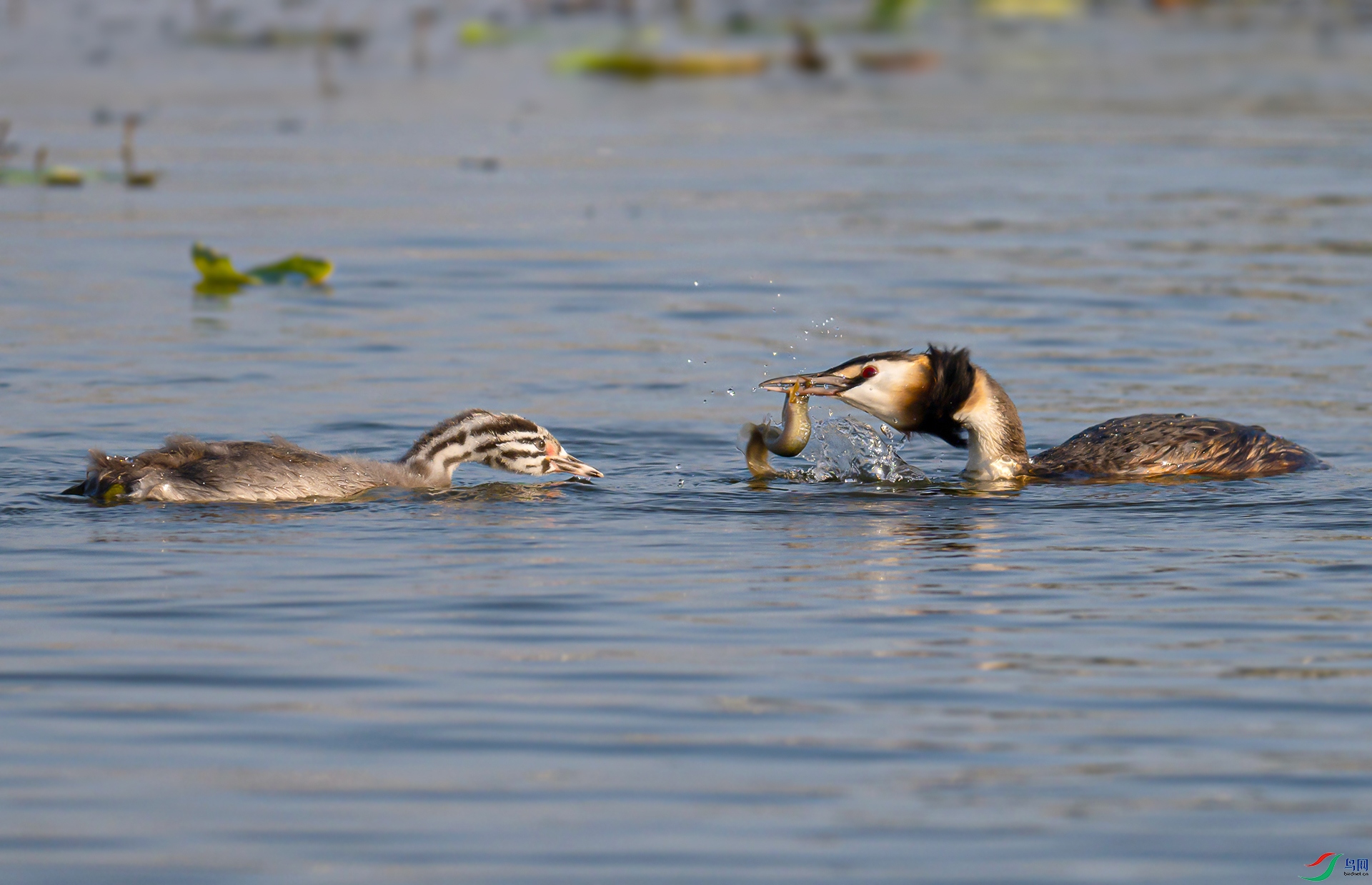 _DSC2016������.jpg