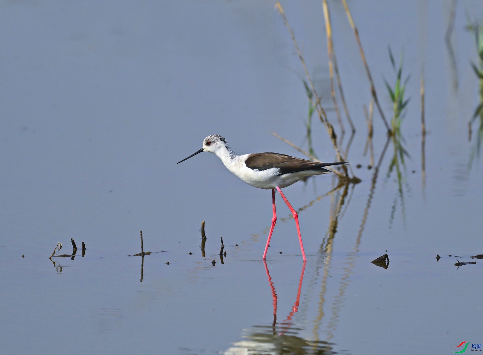 _DSC9055f.jpg