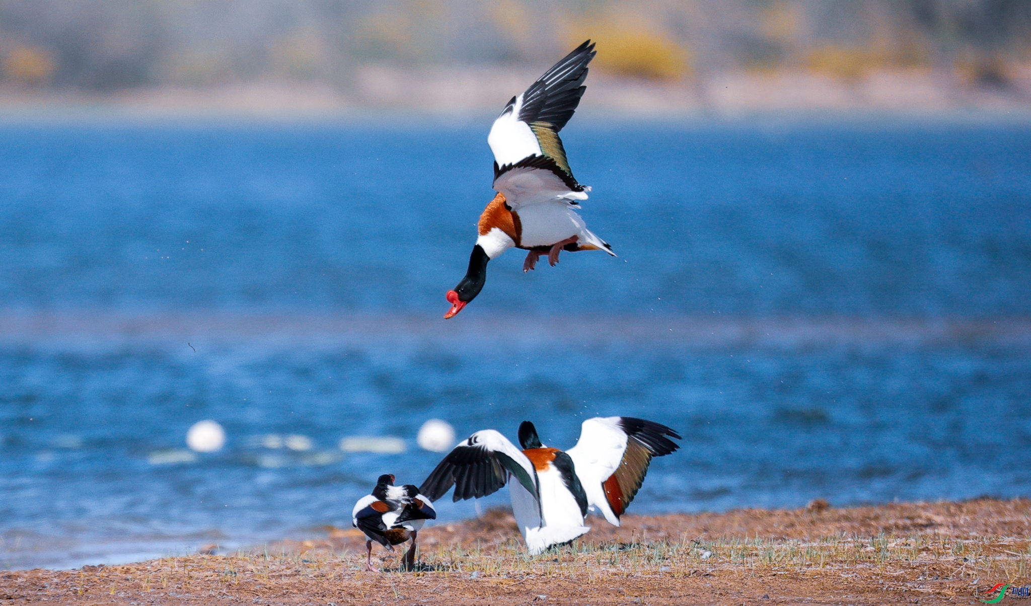 ��ֱ����