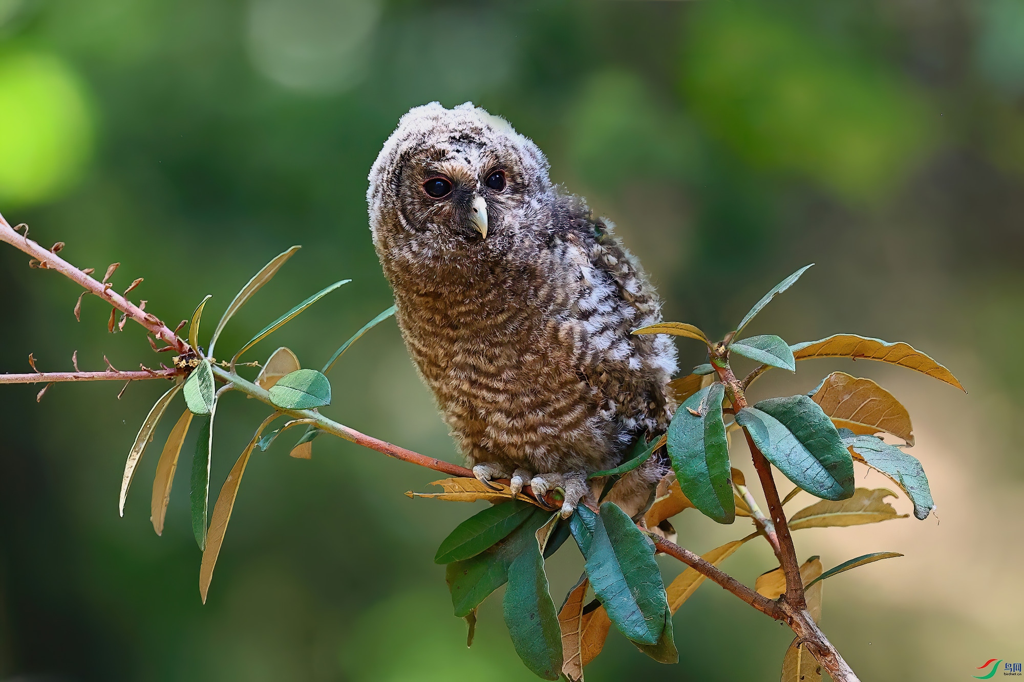 �����^���볲����