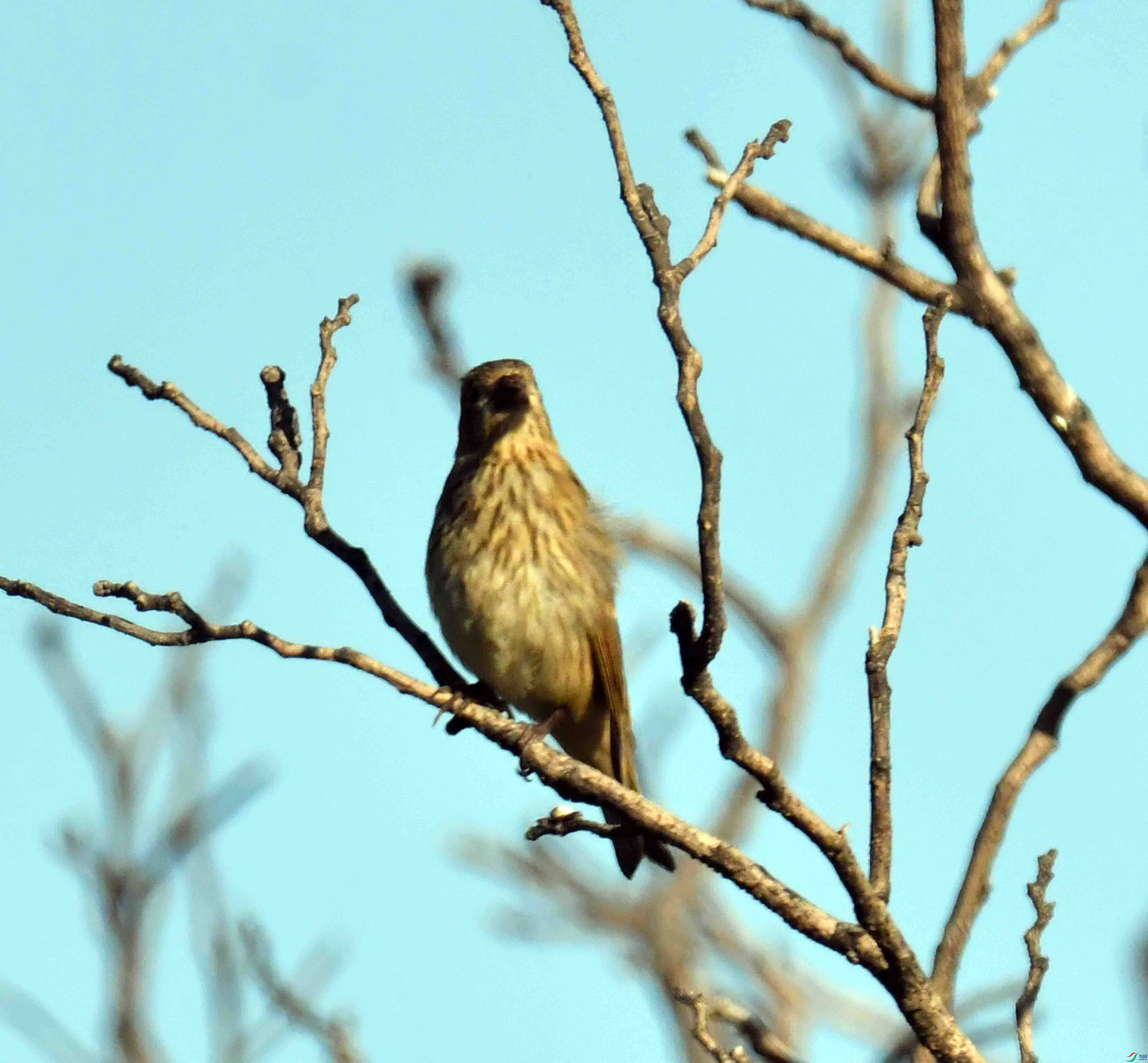 DSC_4696.JPG