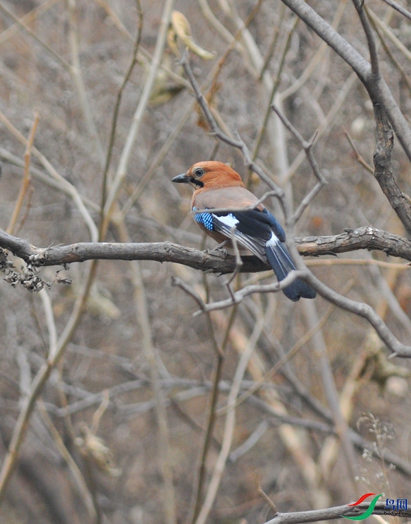 DSC_4796.JPG