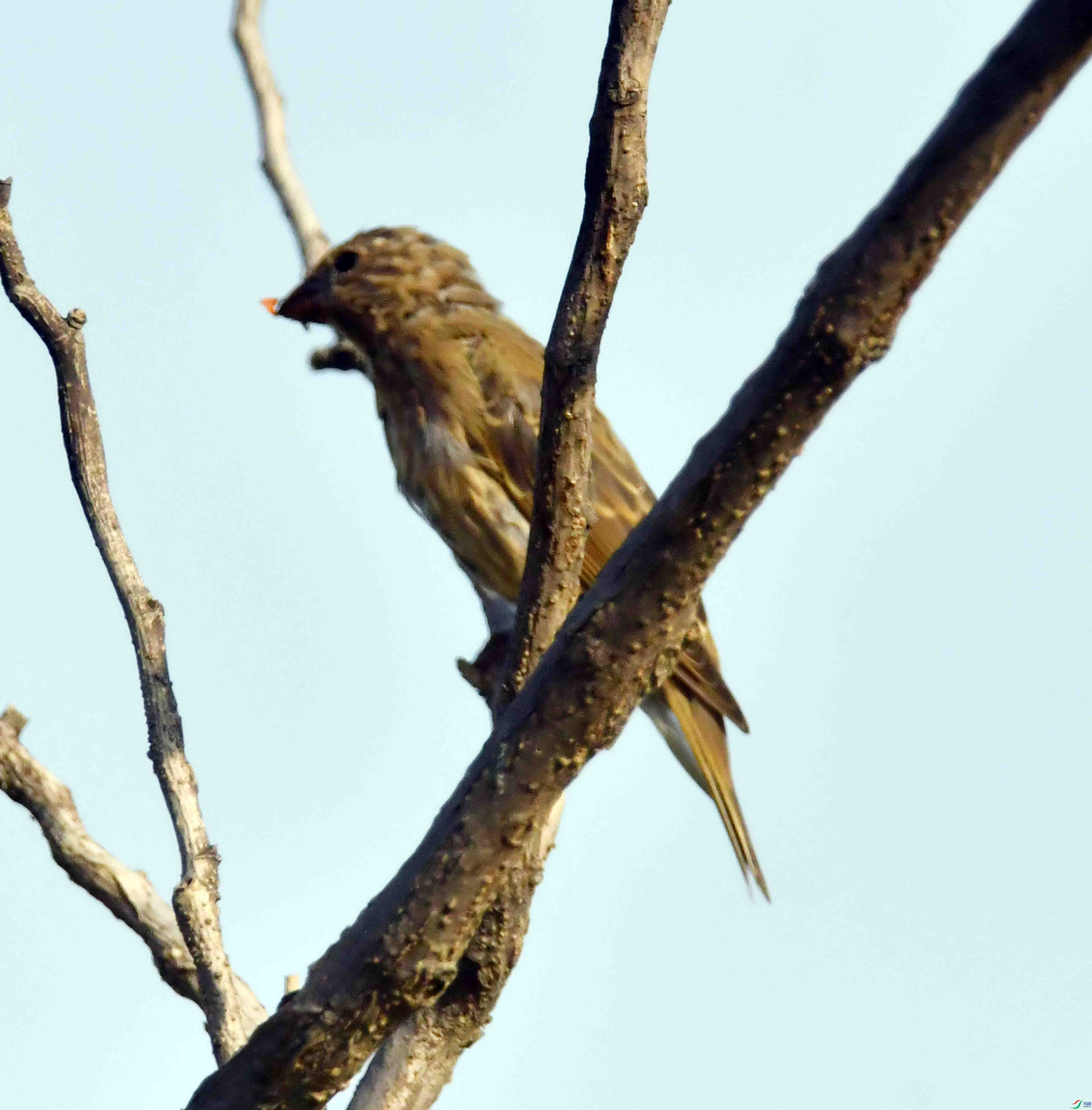 DSC_7338.JPG