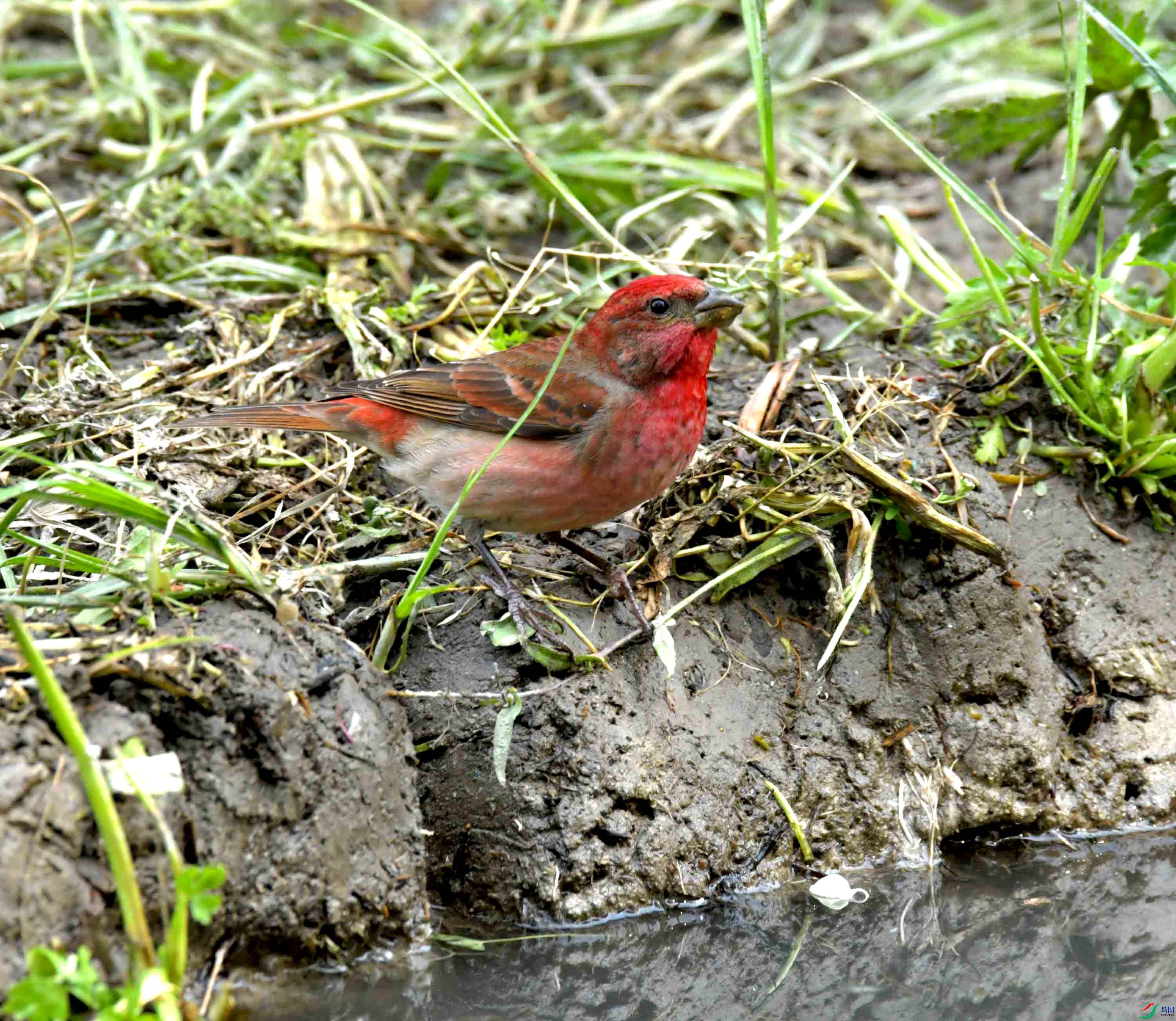 DSC_8699.JPG
