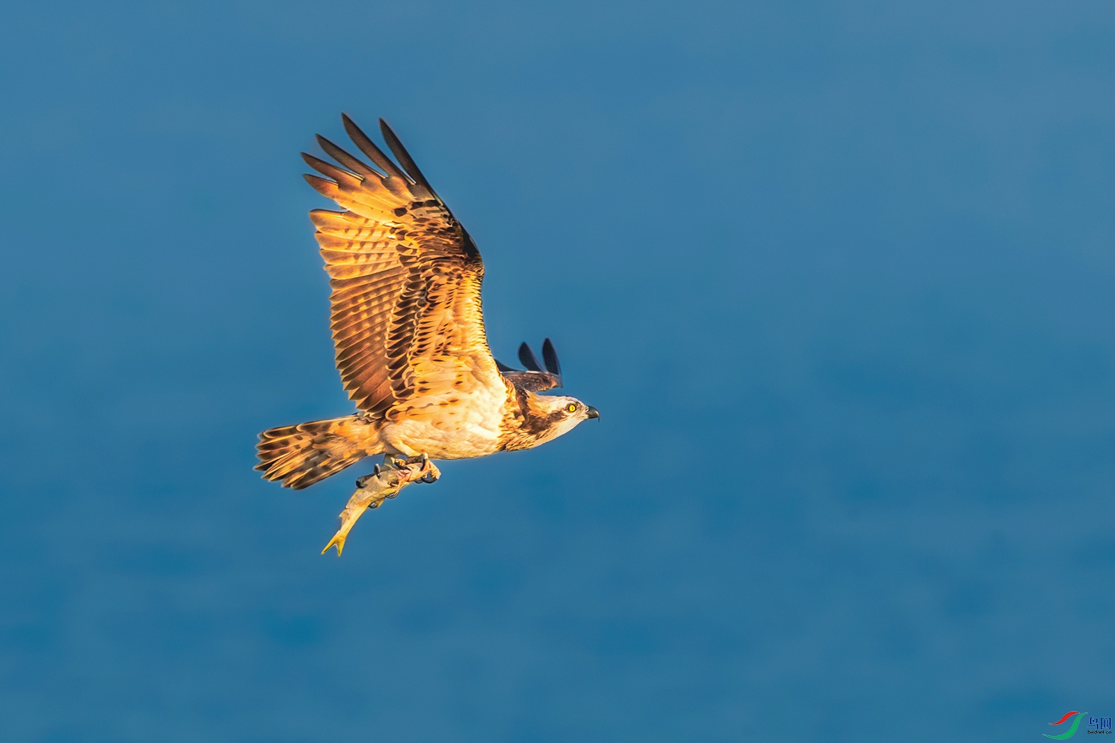 ��ӥ----�ҵ�����