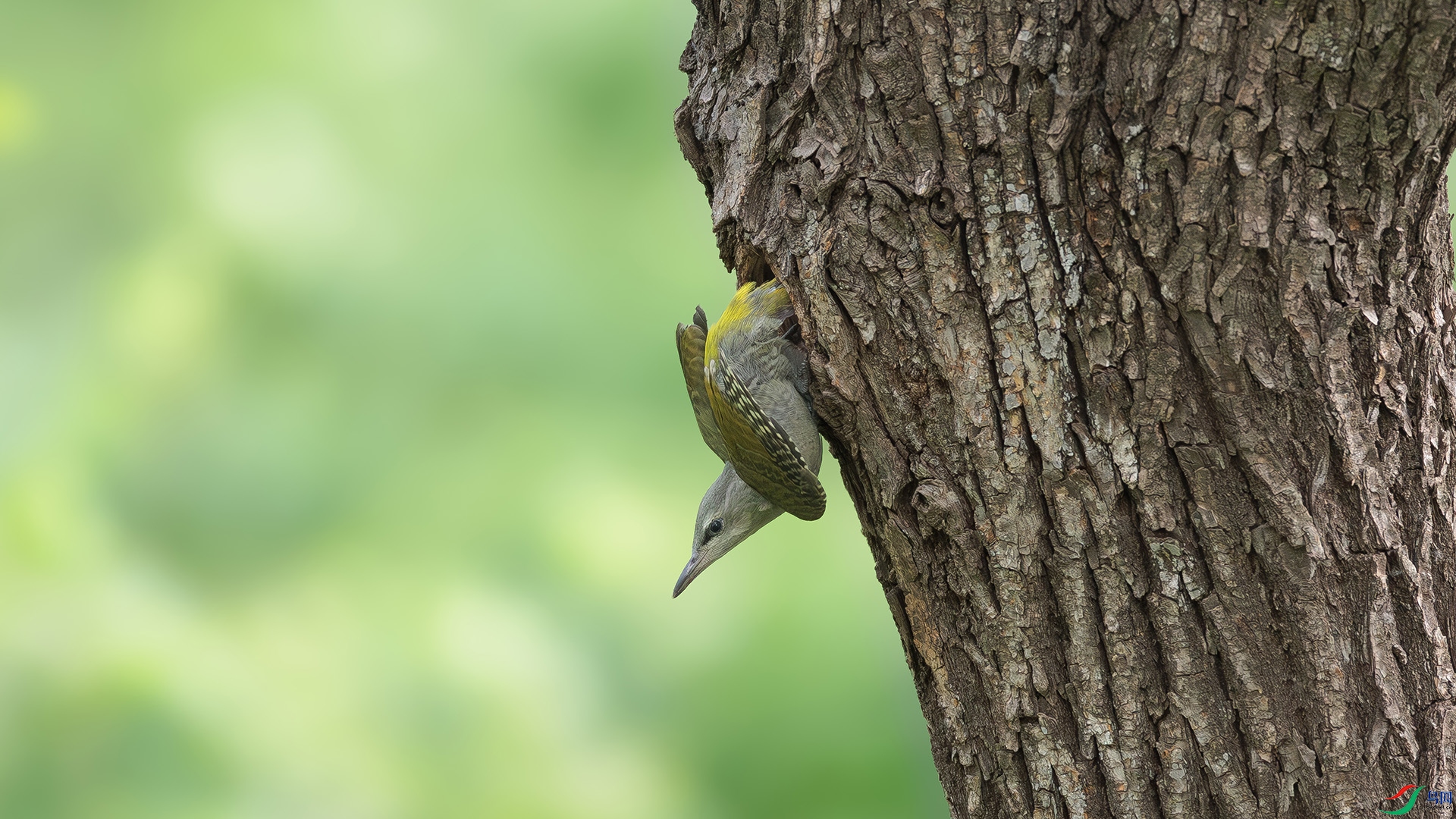 R3B_2901-����ǿ-NR ����.jpg