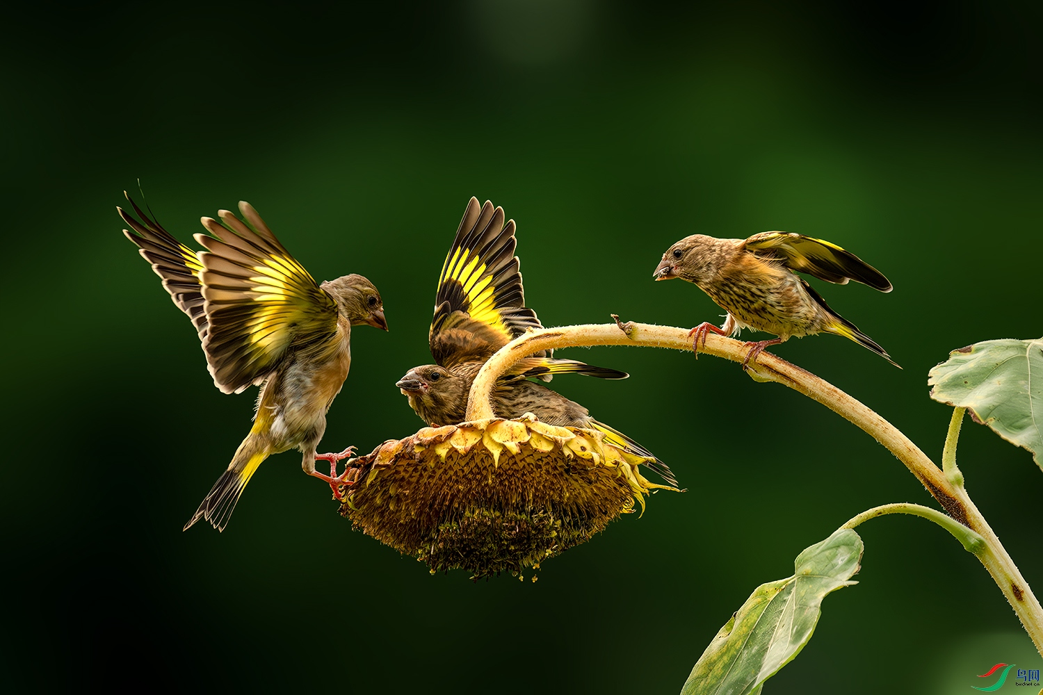 LZW01843-����ǿ-NR ����.jpg