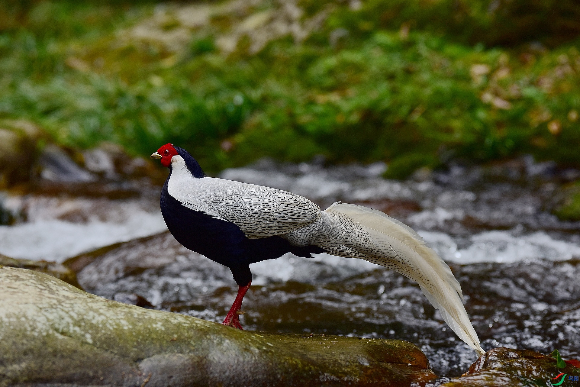 D8I_9549.jpg