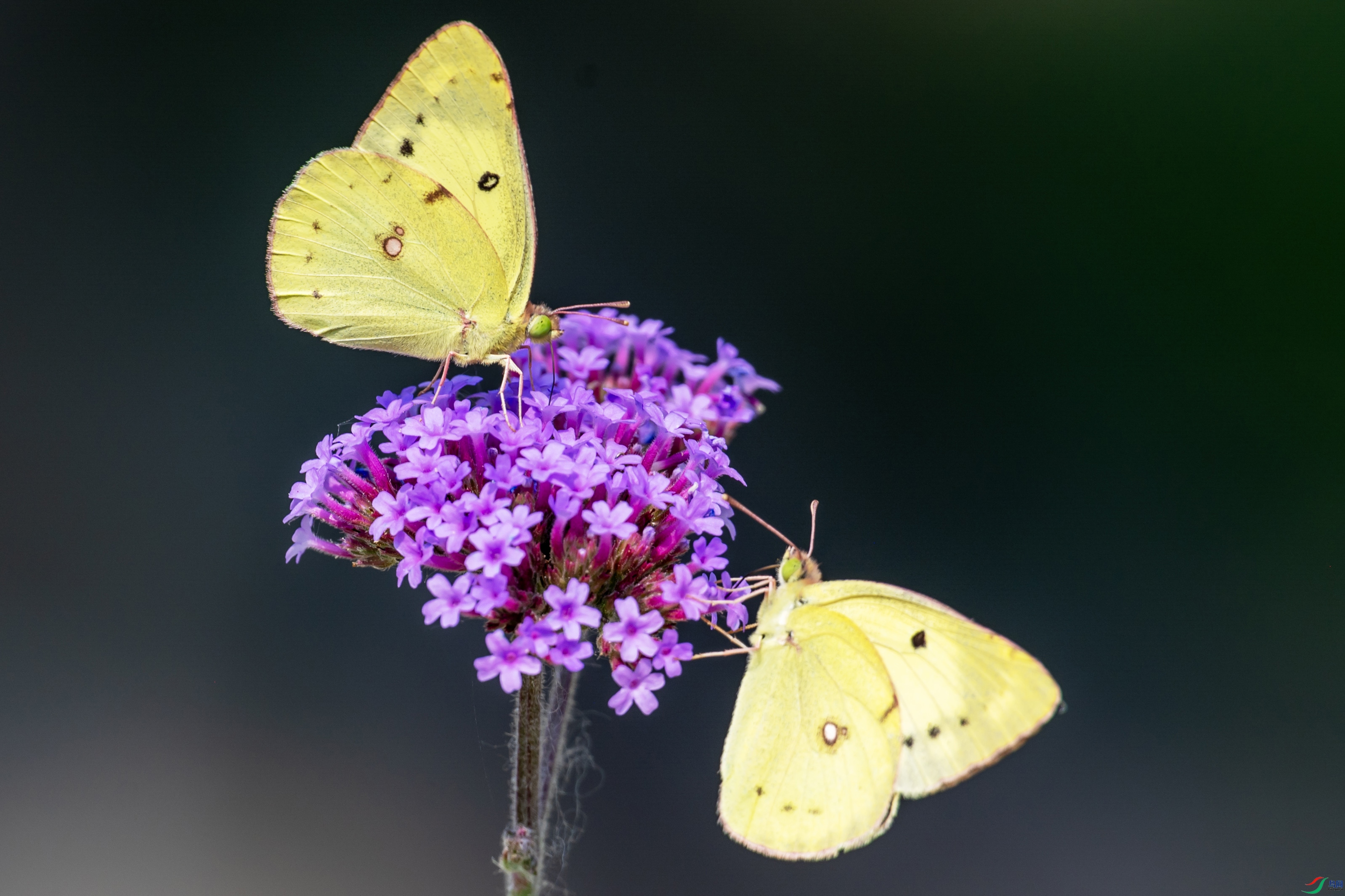 DSC_0459 ����.jpg