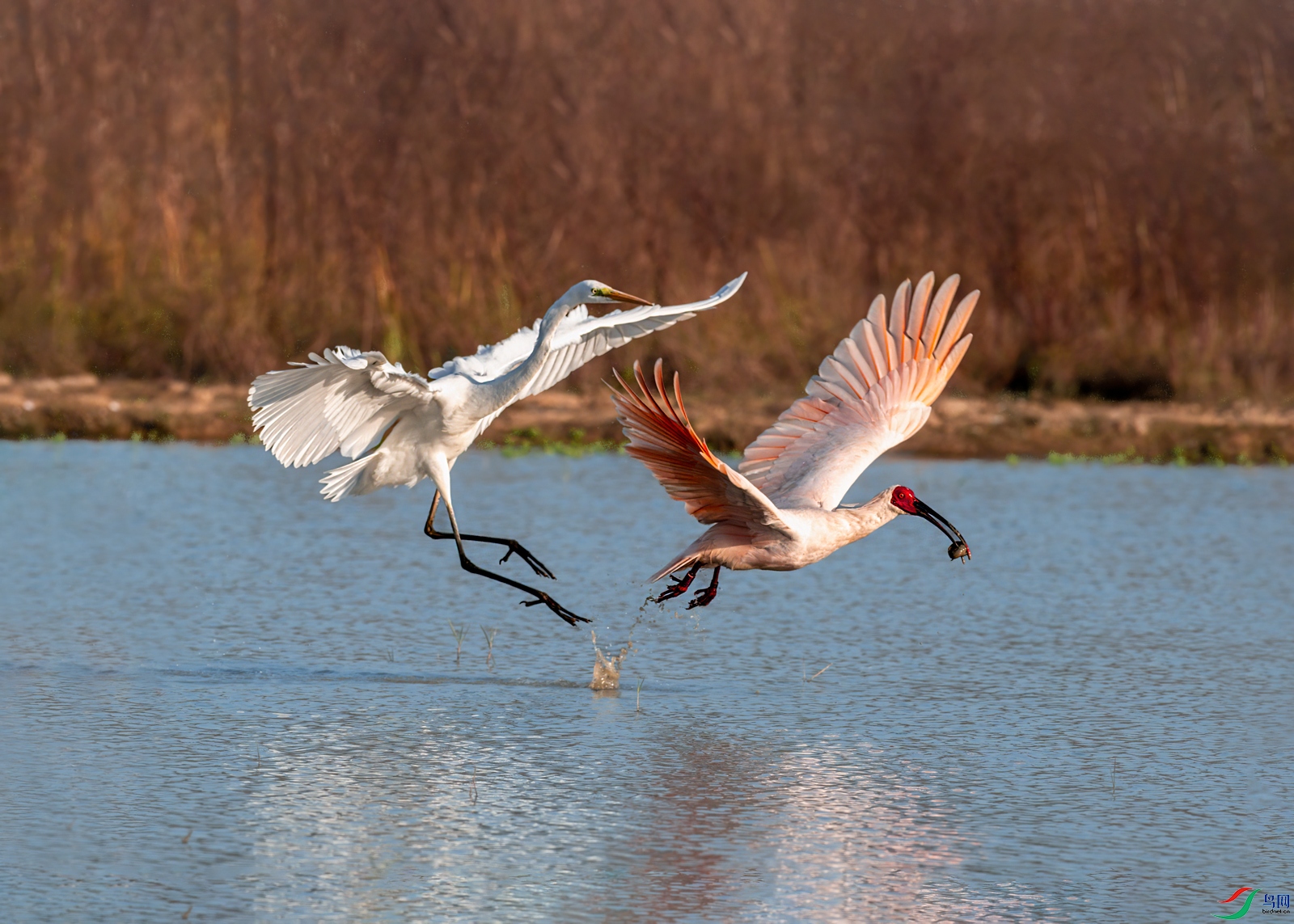 DSC_6738.jpg