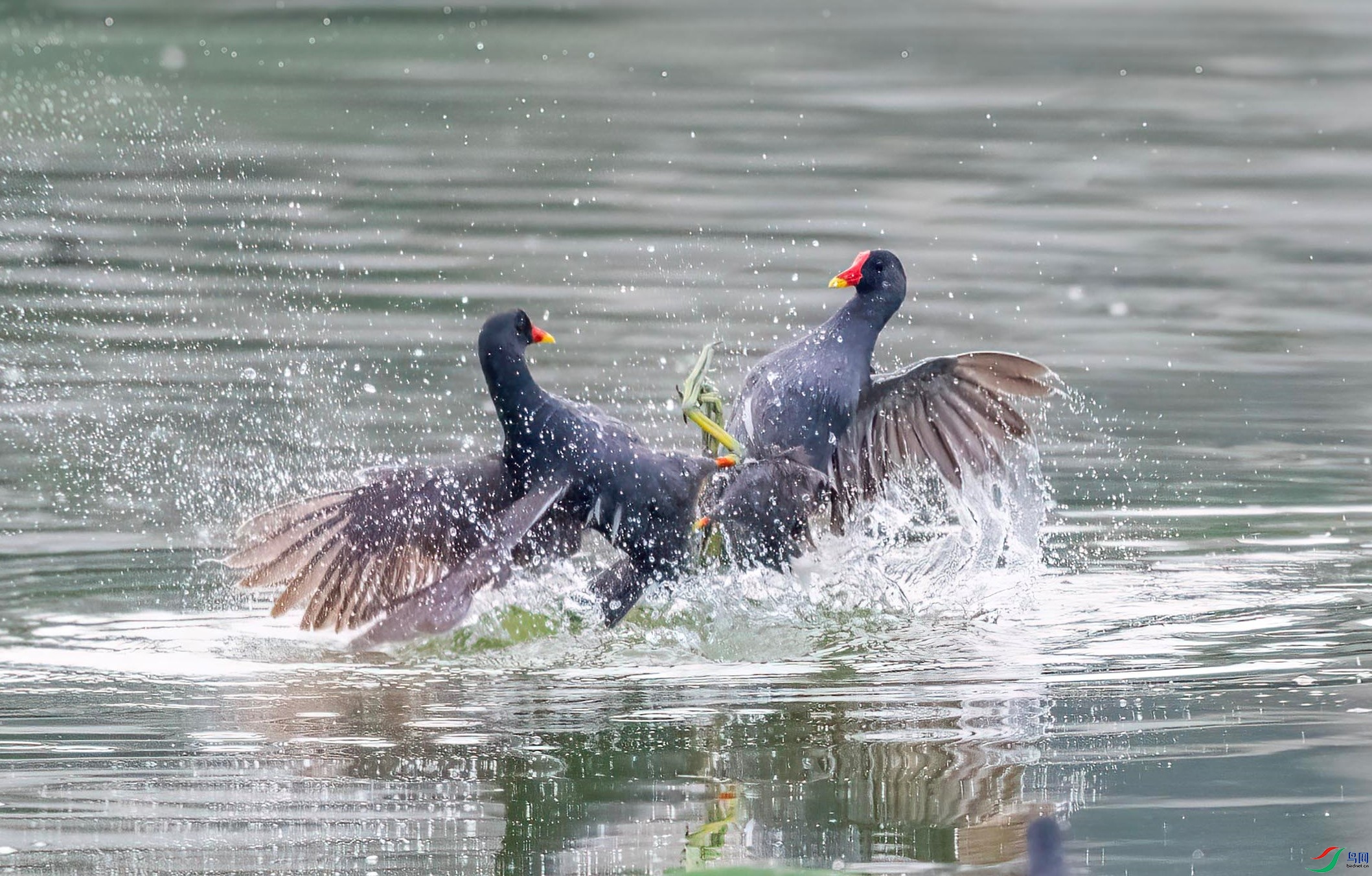 DSC_8024 ����.jpg