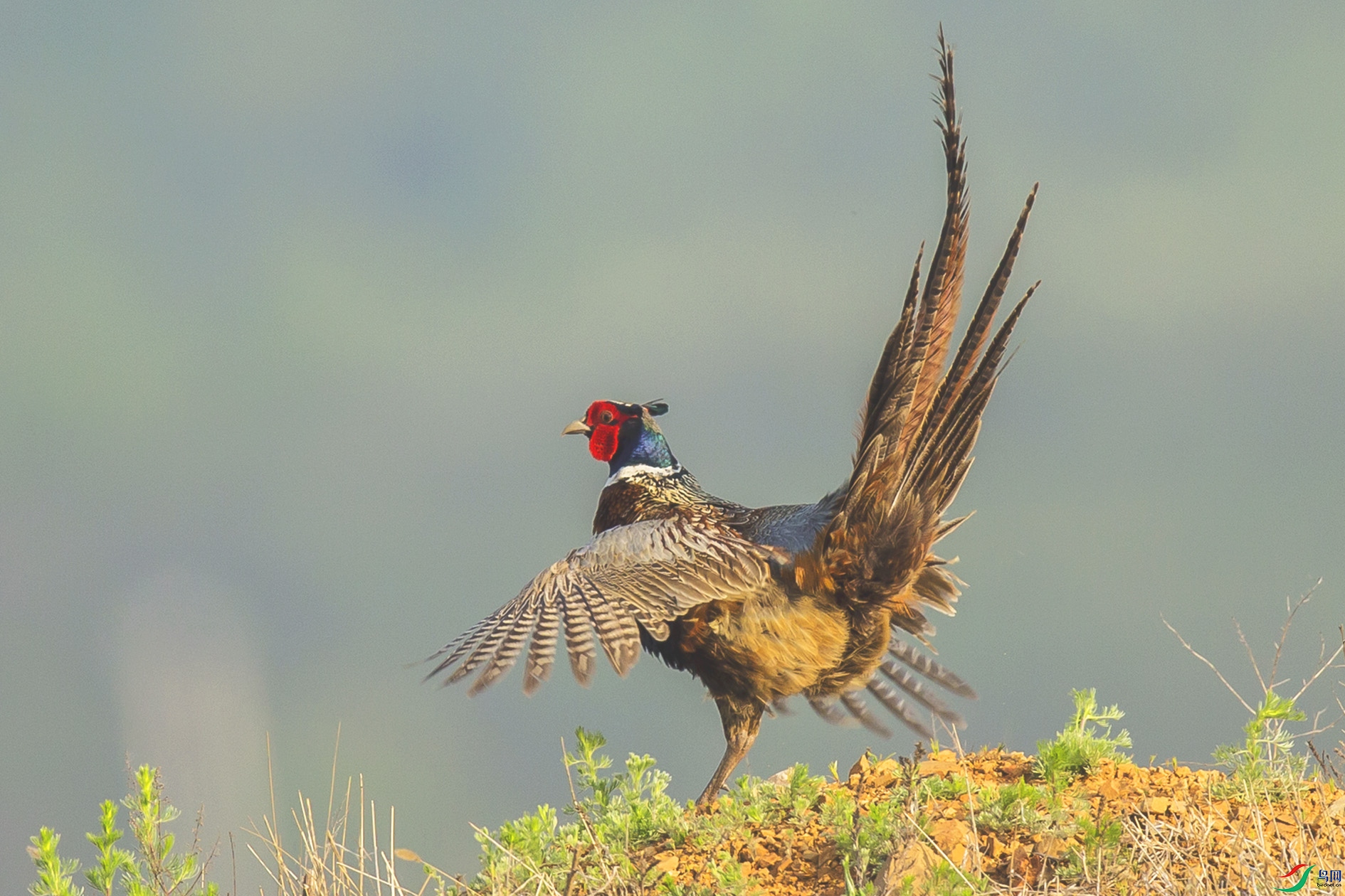 _MG_0839 ���� 2.jpg