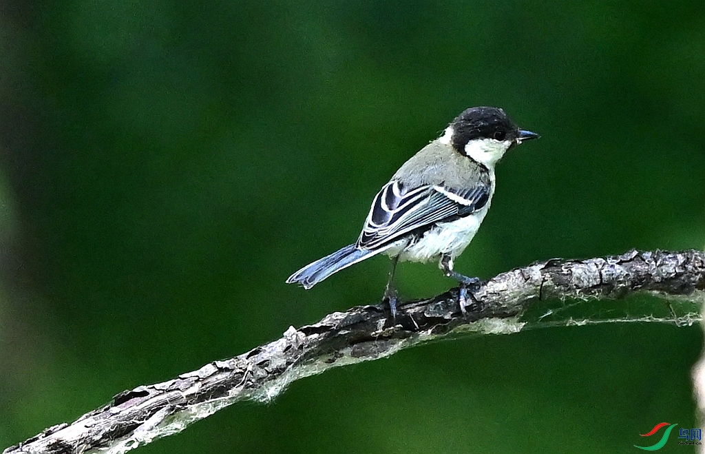 DSC_7550.JPG
