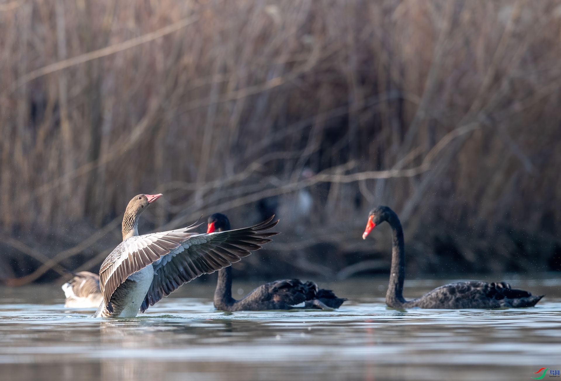 DSC_4649.jpg