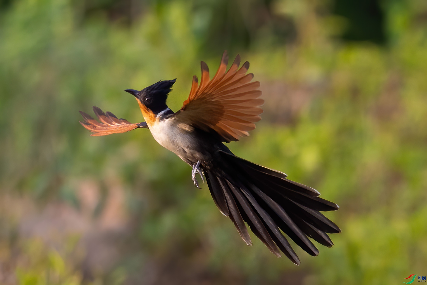 ȹ���·�Ư��