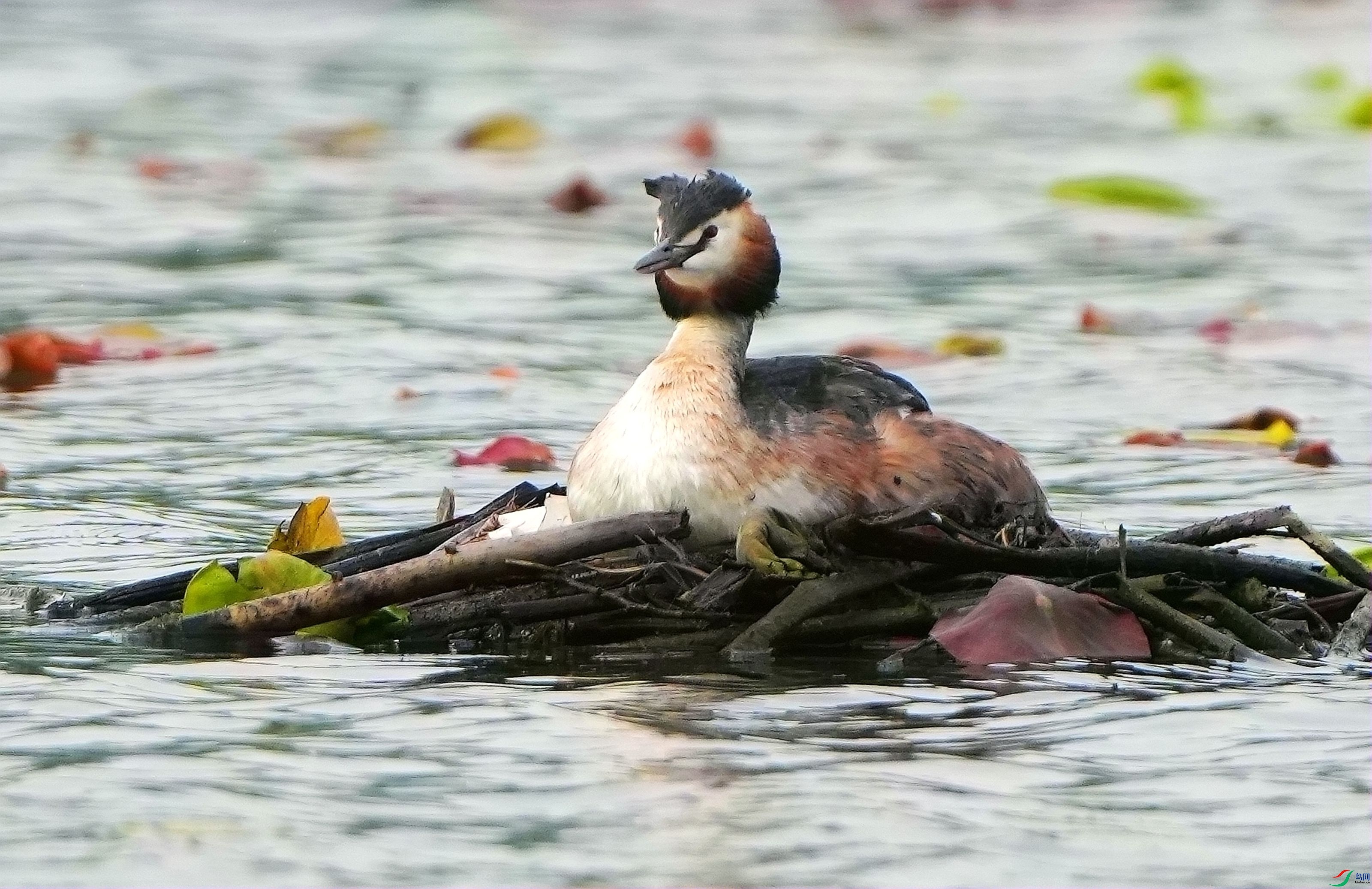 ſ�ѷ���DSC06456_����.jpg