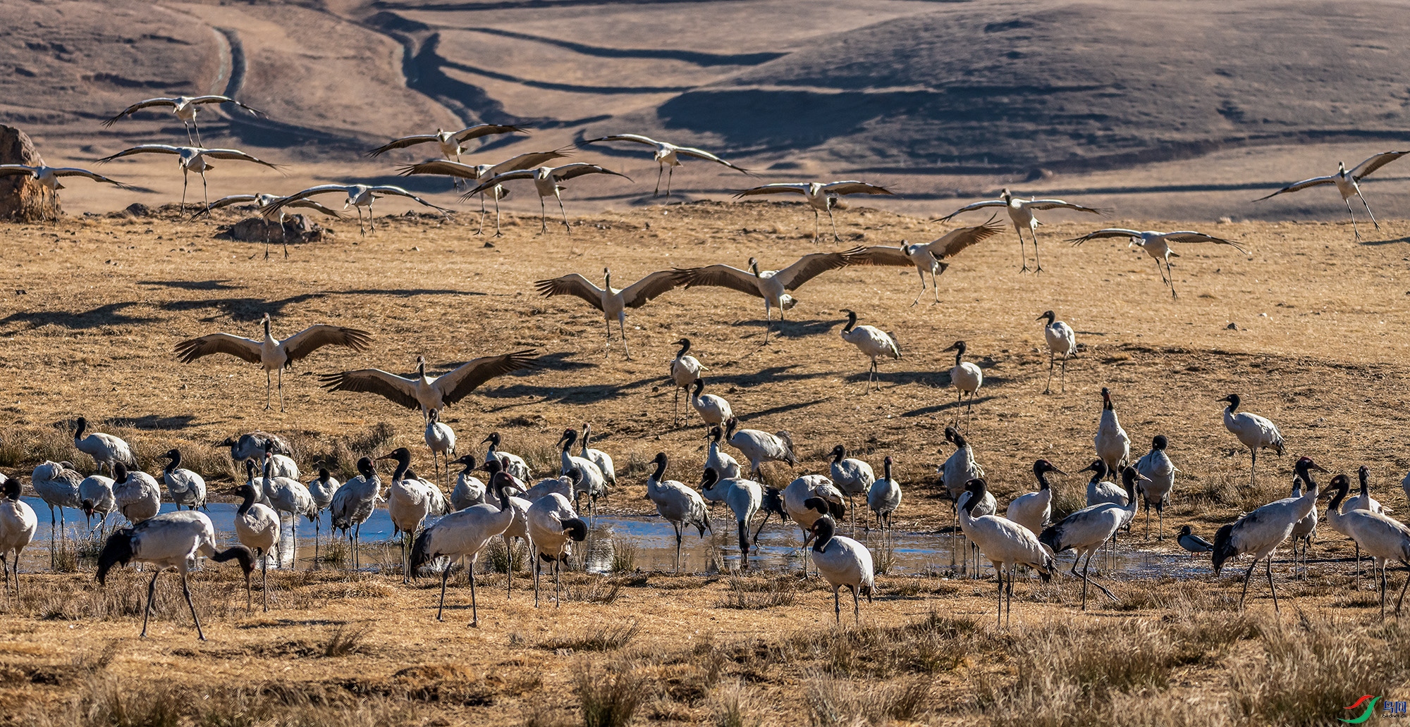 DSC_2127aa ����111111111.jpg