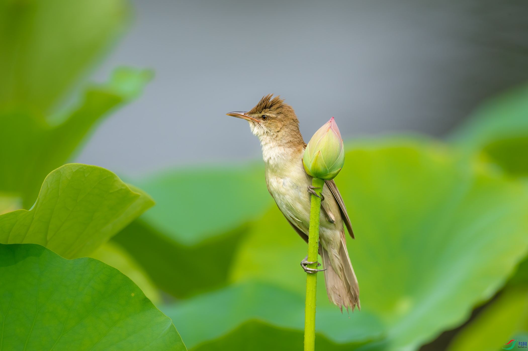 sen2016 7-5-7-�༭.jpg