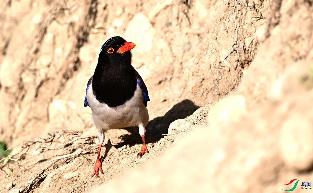 DSC_4625.JPG