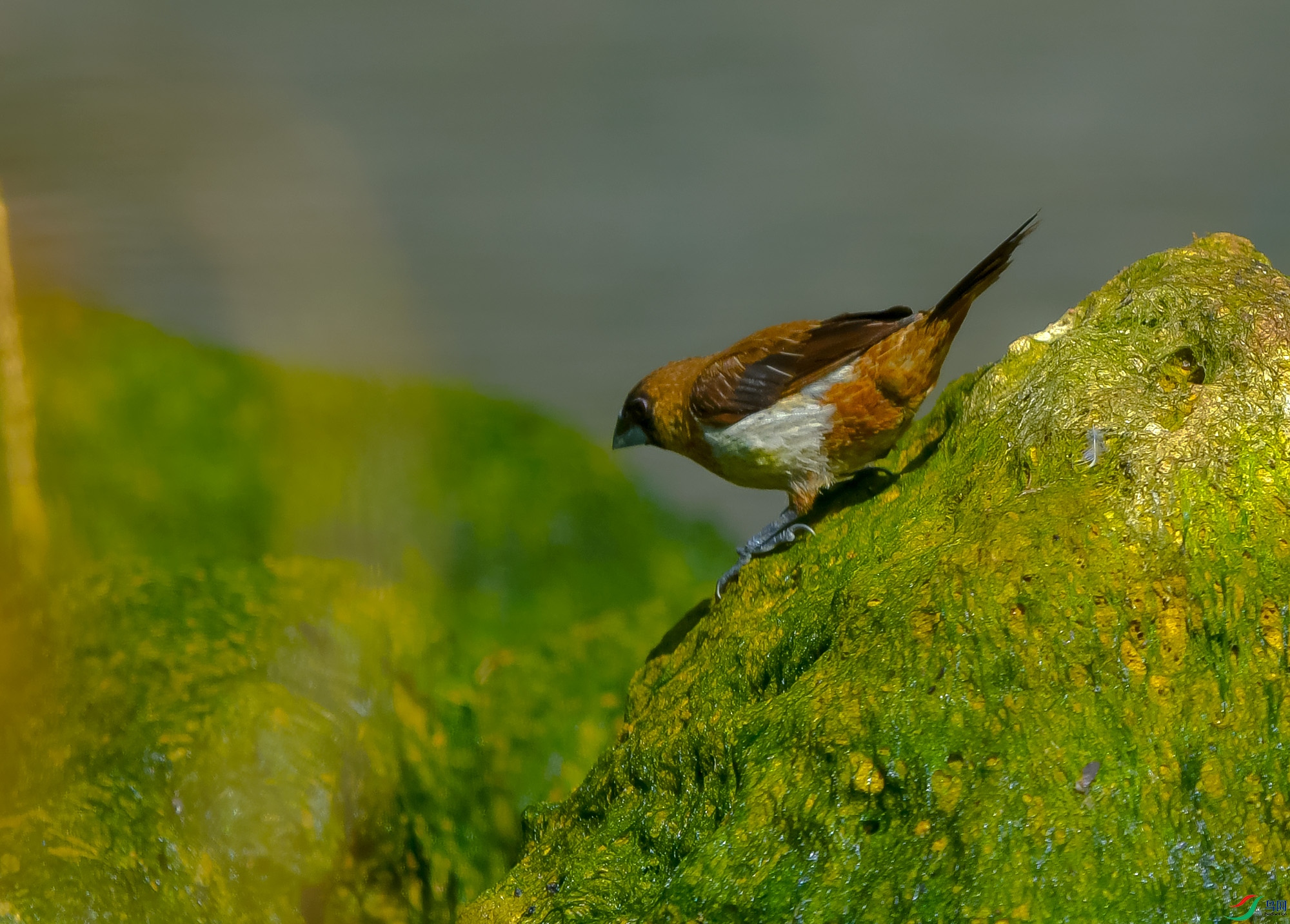 DSC_4520.JPG