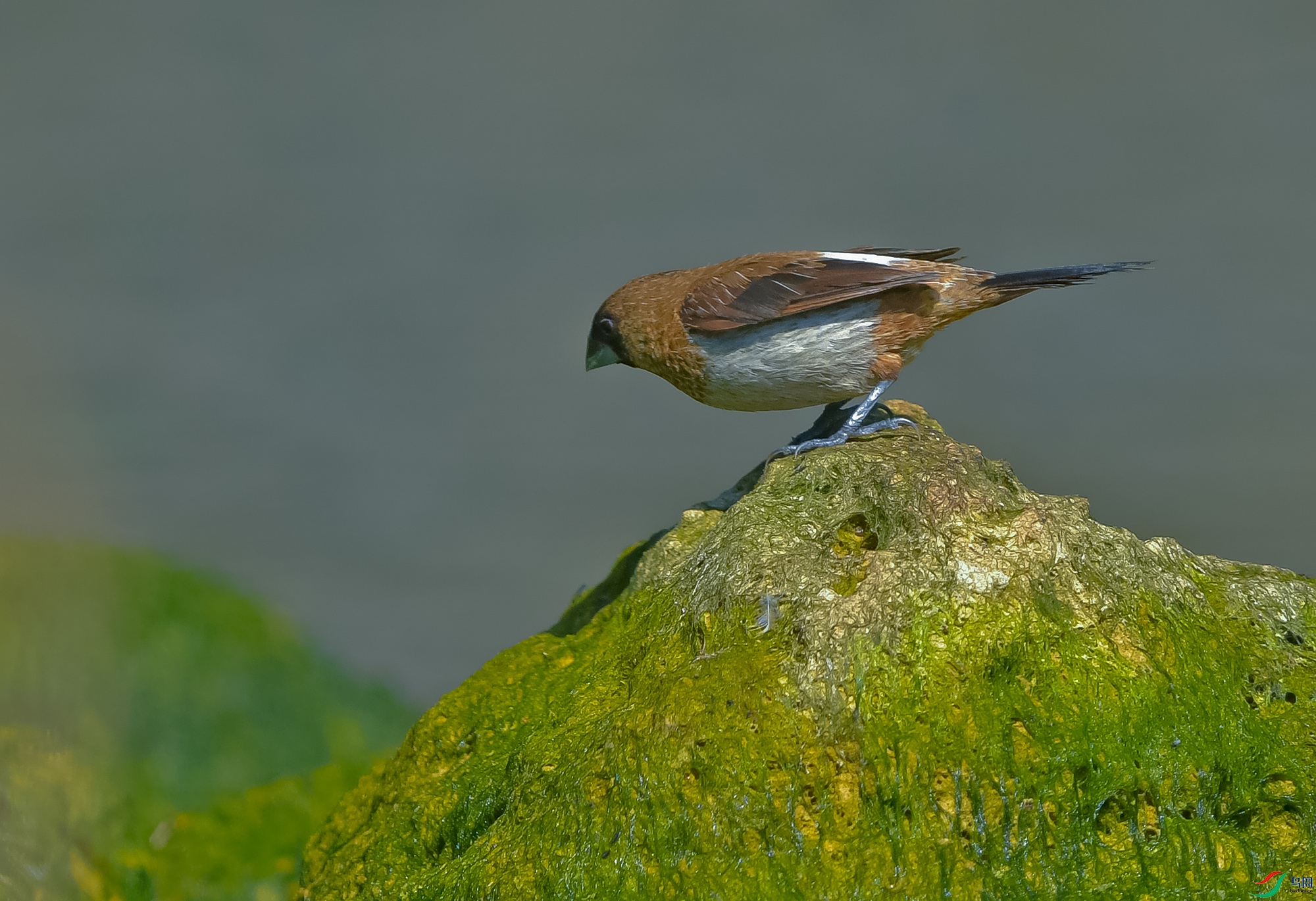 DSC_4518.JPG