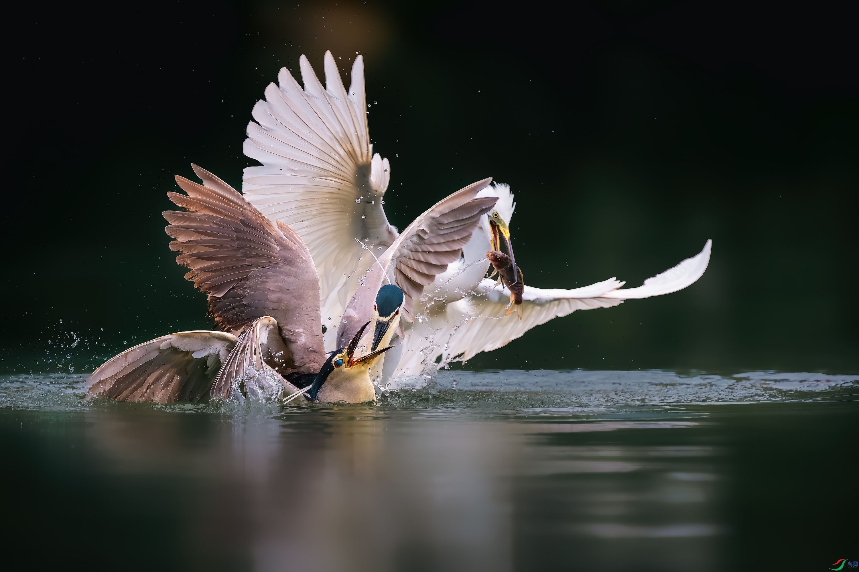 DSC_4857-����ǿ-NR ����.jpg