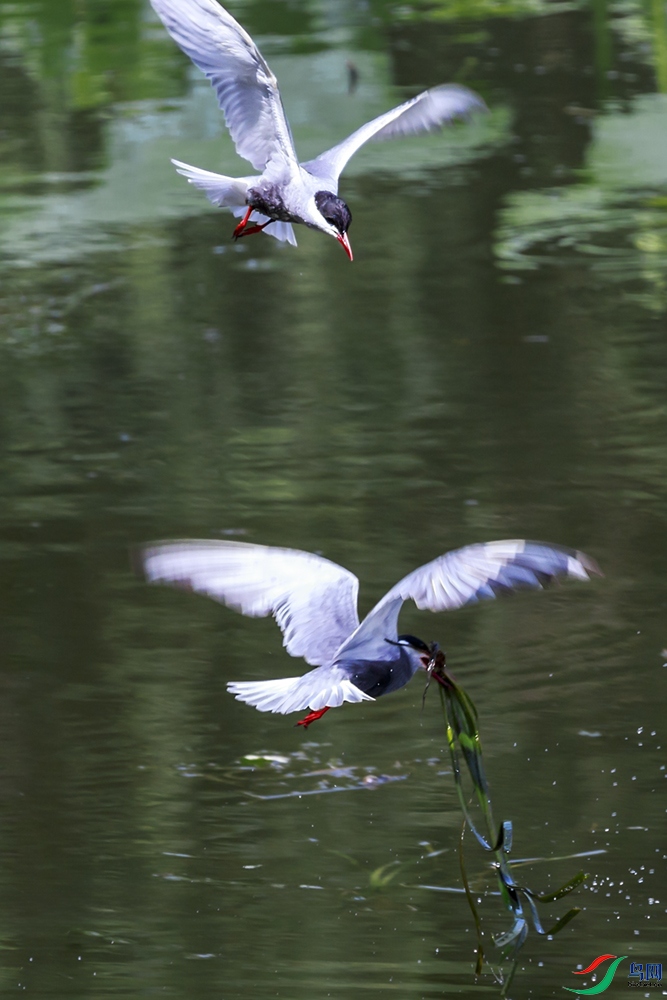 _T7A0037-55.jpg