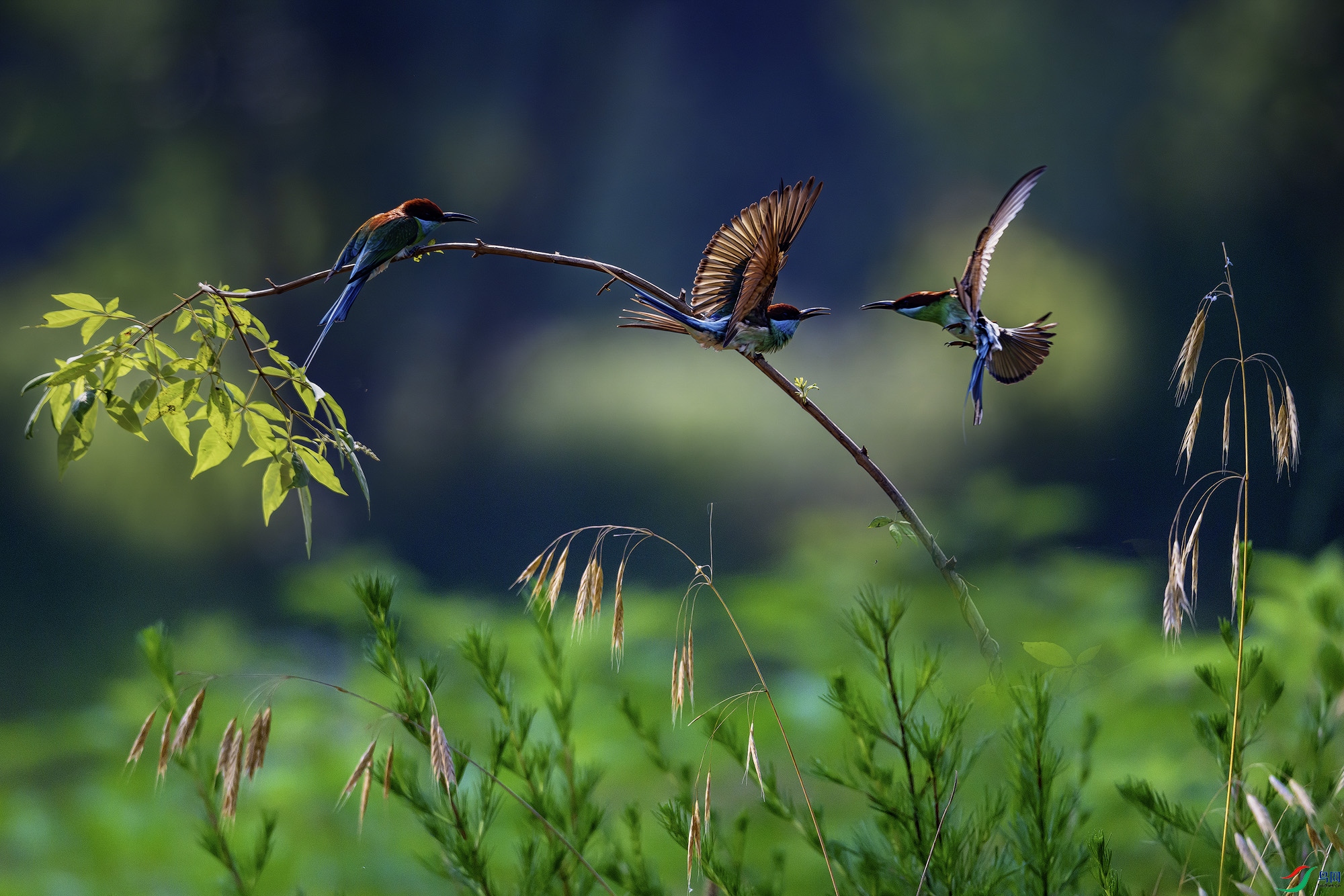 _DSC4783b-����ǿ-NR-����.jpg