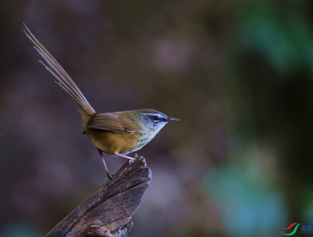 ���� 0F4A8689.JPG