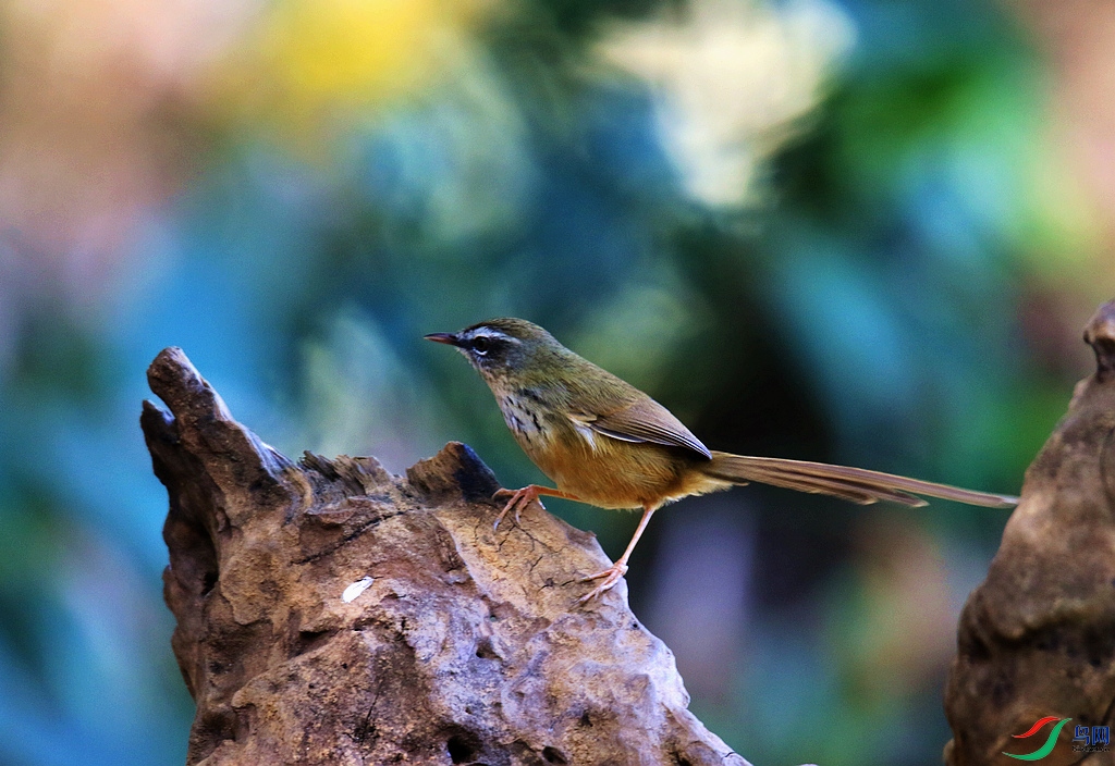 ���� 0F4A8824.JPG