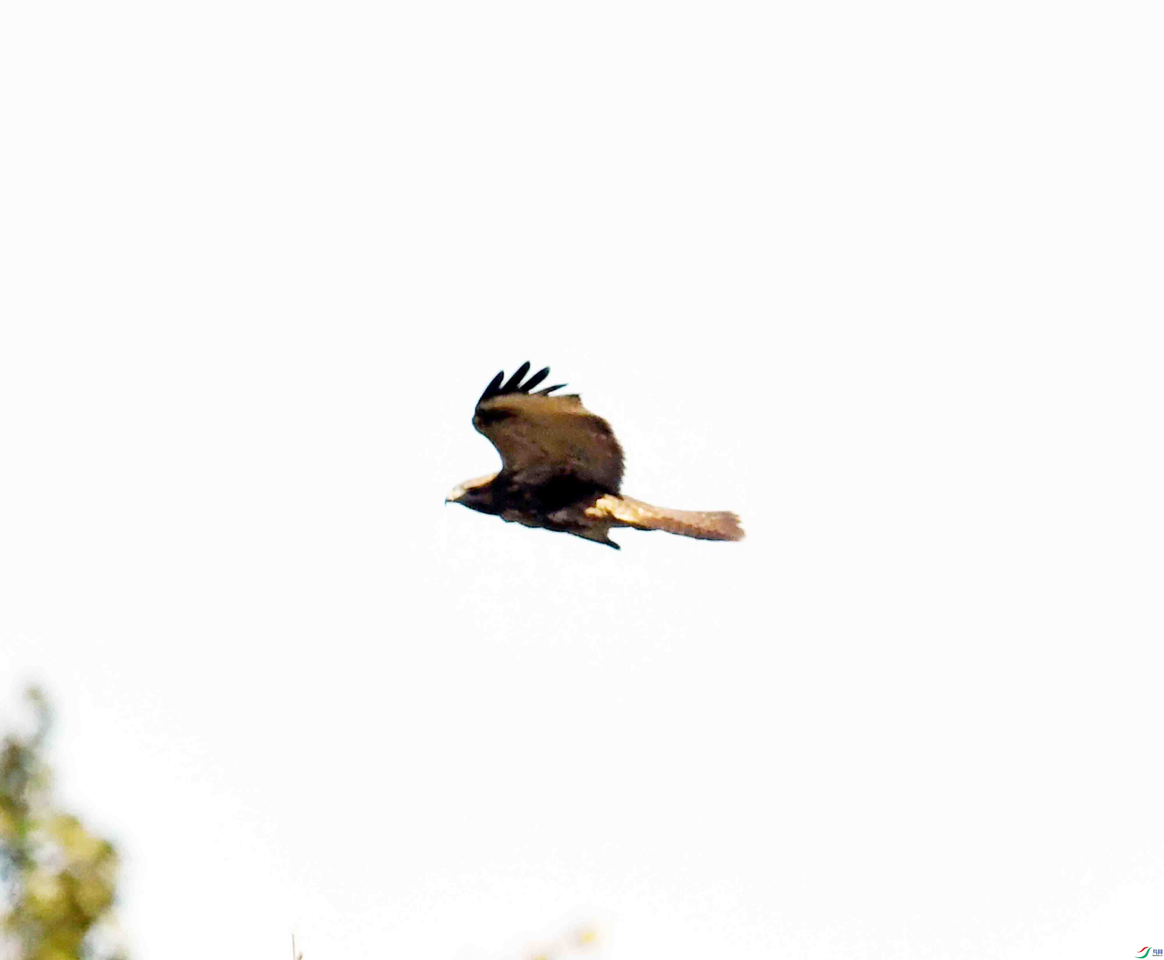 DSC_1597.JPG