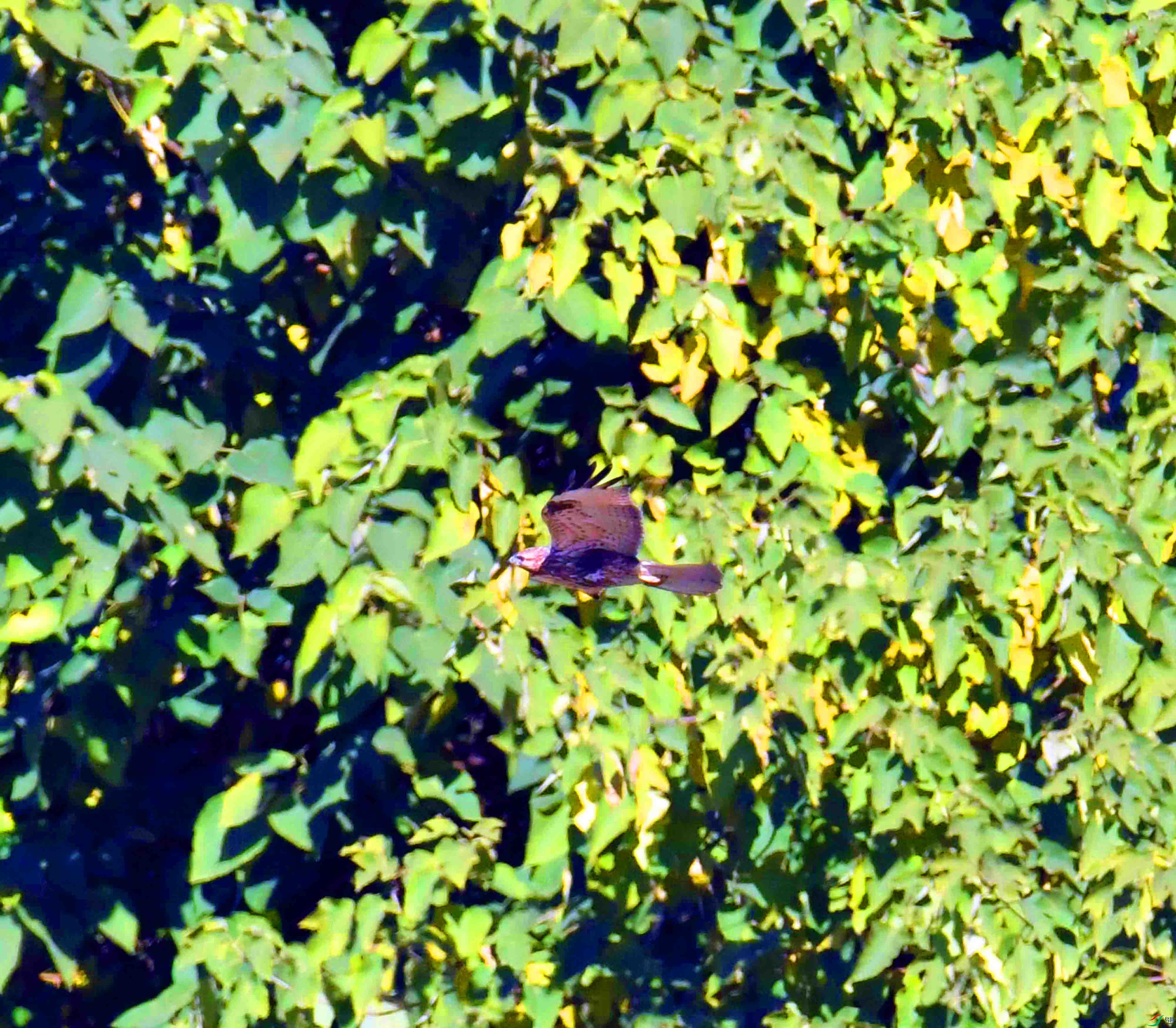 DSC_1619.JPG