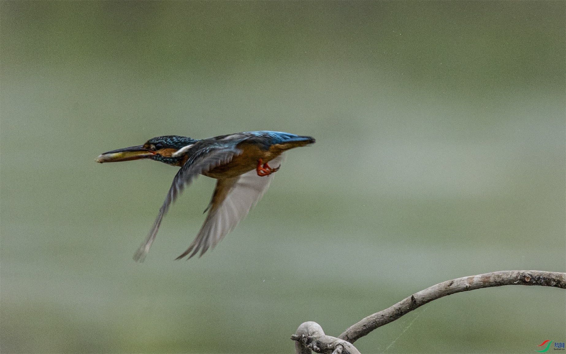 1K3A2332 ����1.jpg