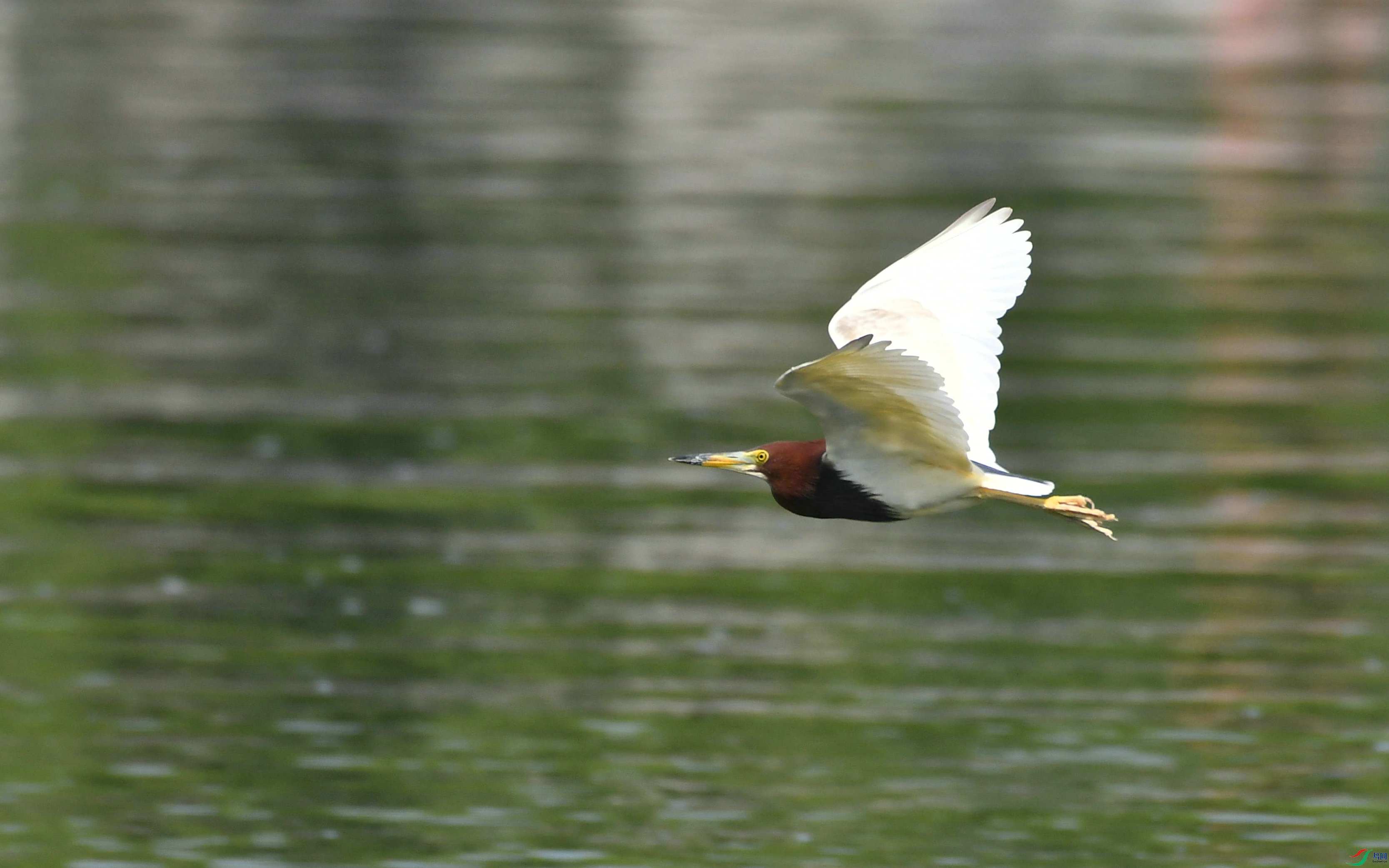 DSC_8411.JPG