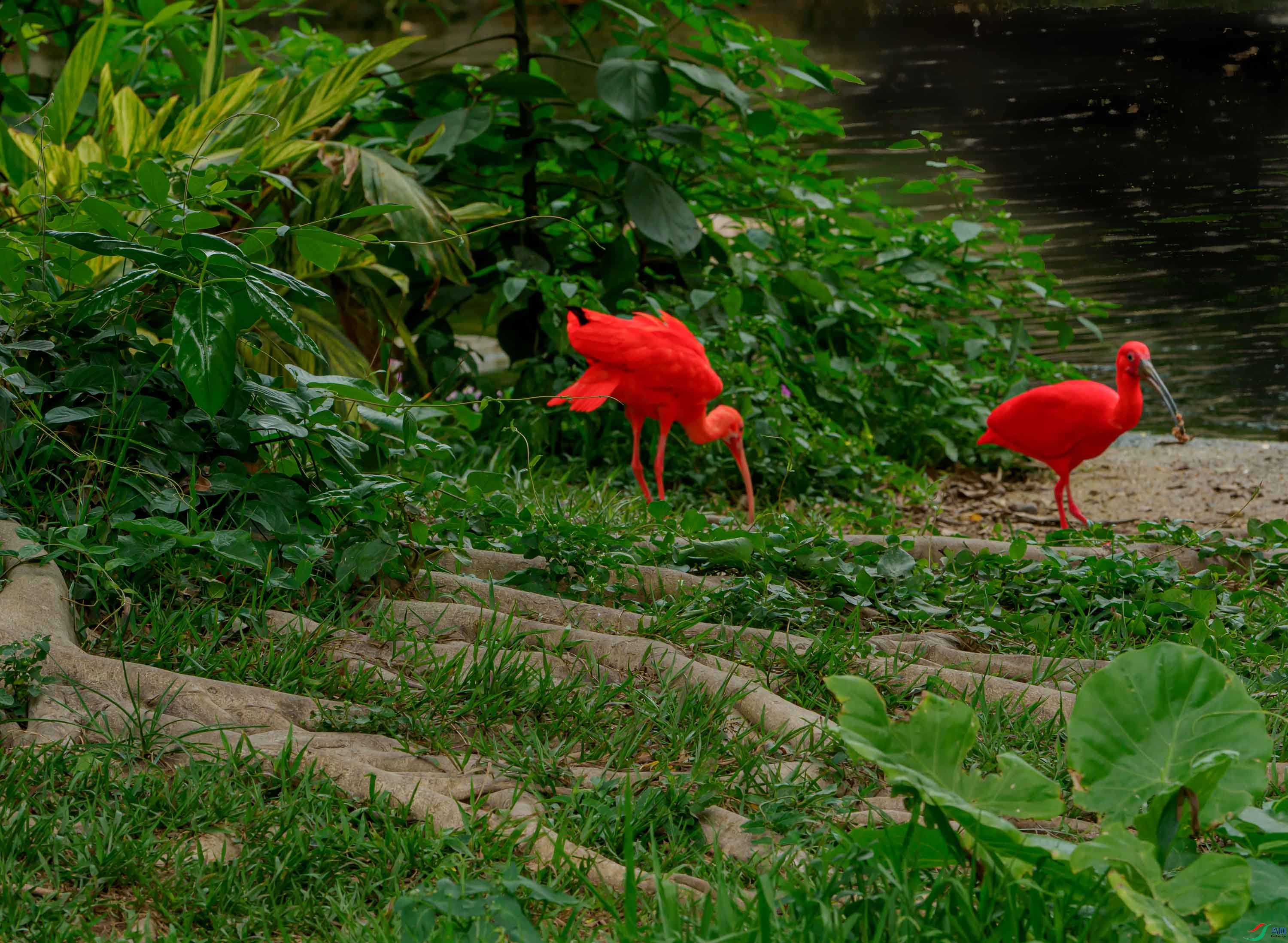 P4083605 --�������µĺ��q.jpg