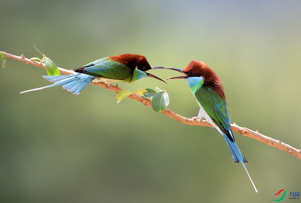 DSC_2090-����ǿ-NR ���� 2.jpg