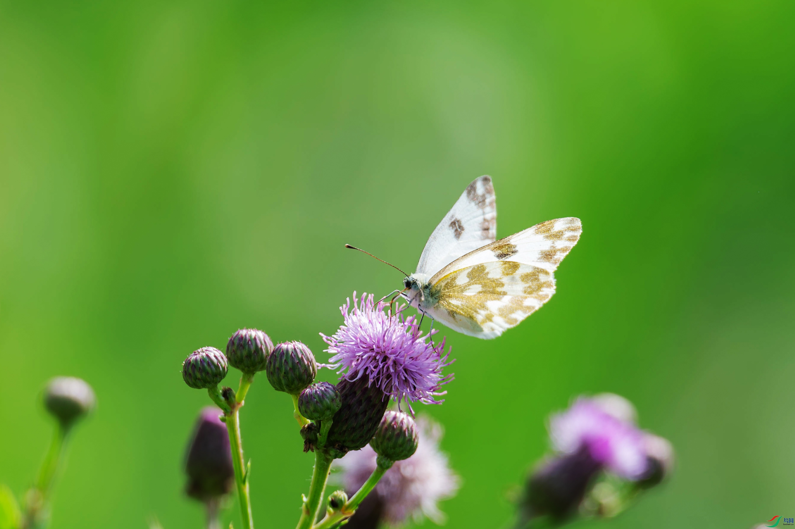 DSC_1320-����ǿ-NR.jpg