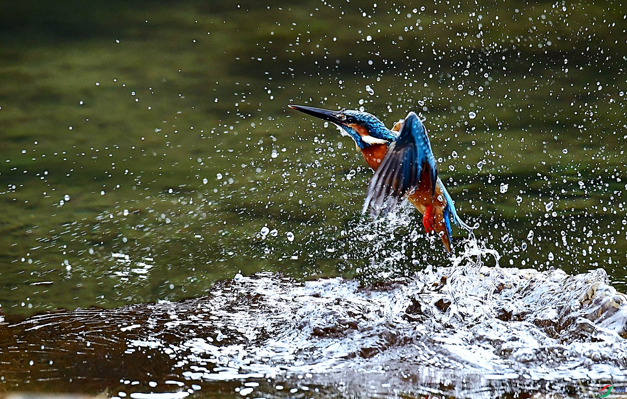 DSC_8875.jpg