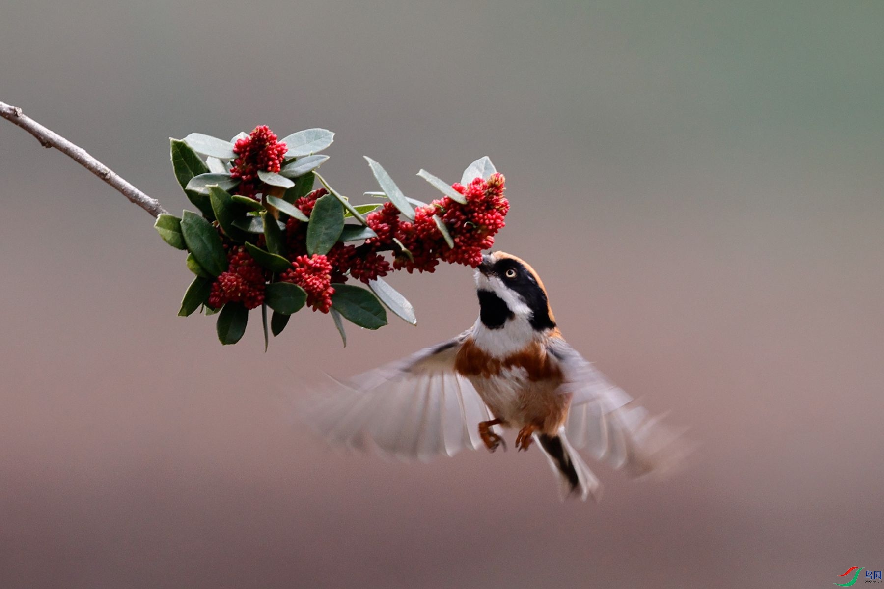 ��ͷ��βɽȸ