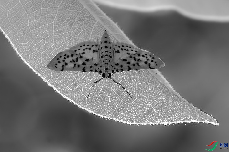 DSC_9546.JPG