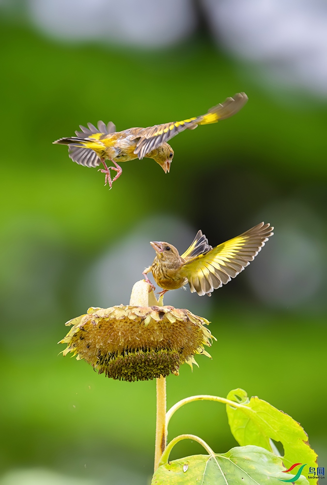 DSC_4062-����ǿ-NR.jpg
