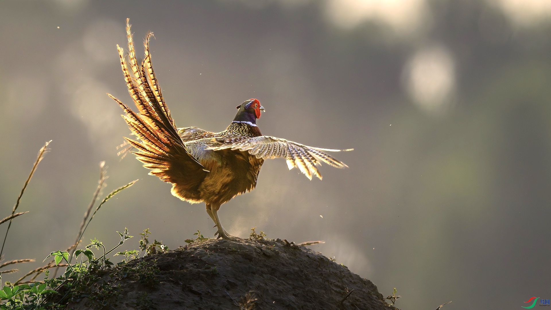 12_DSC9820-����ǿ-NR ����.jpeg