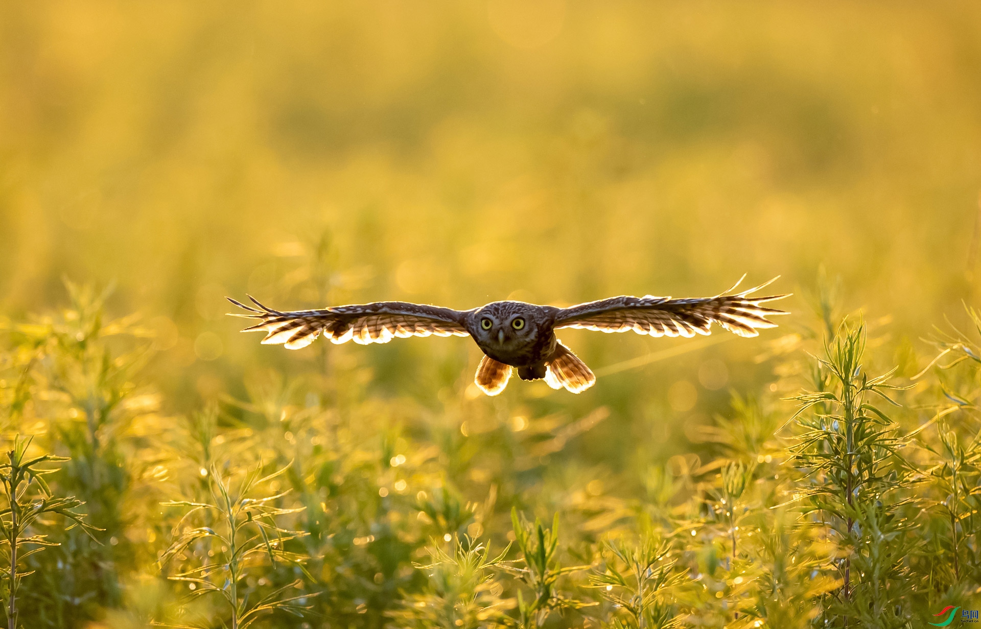 ���о���